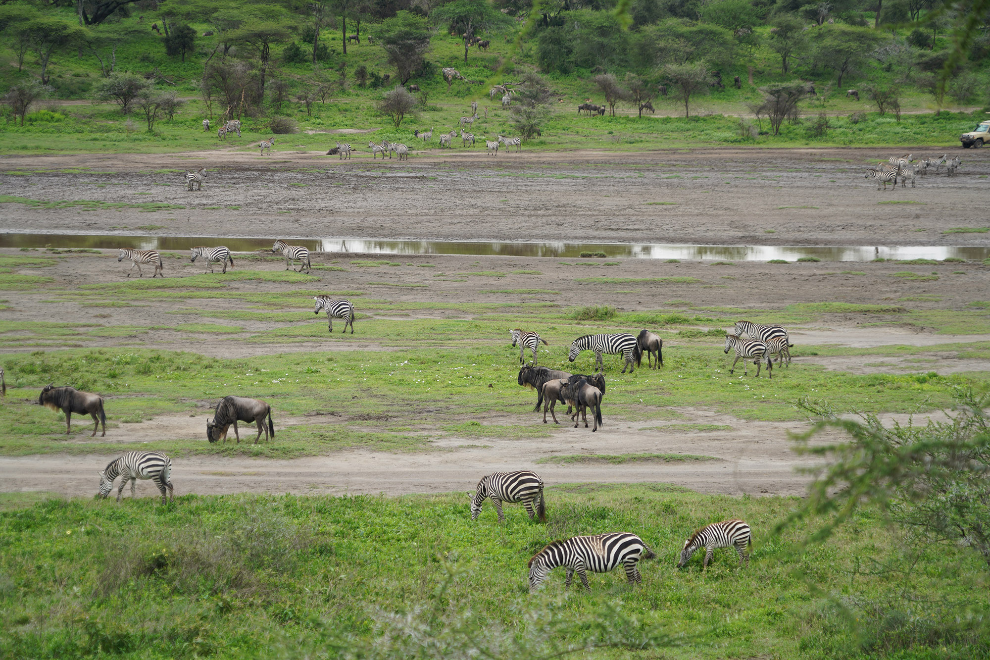 Gnous bleus à queues noires et zèbres