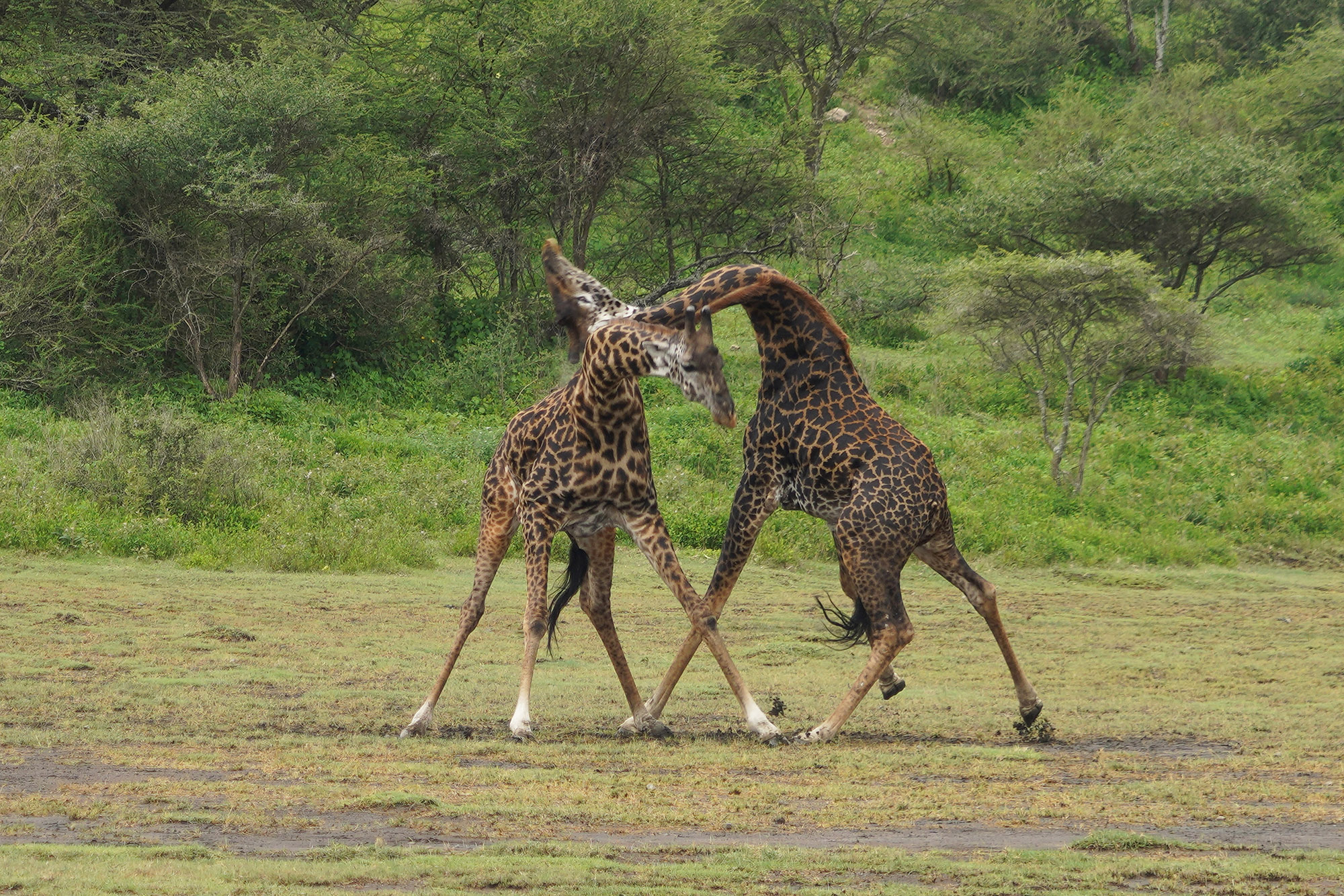 Coup de tête violents qui peuvent être mortels
