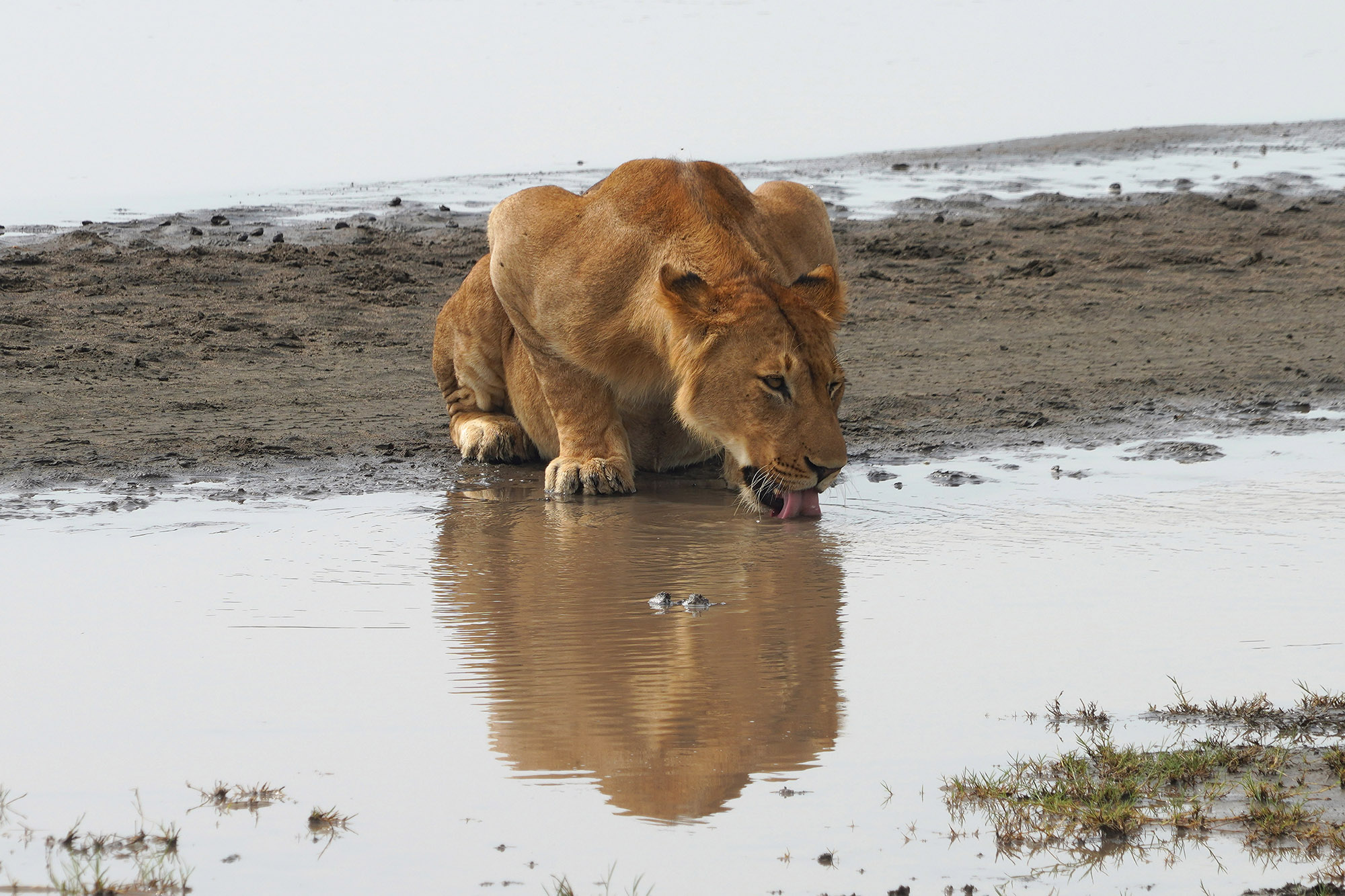 Il faut aussi s'abreuver