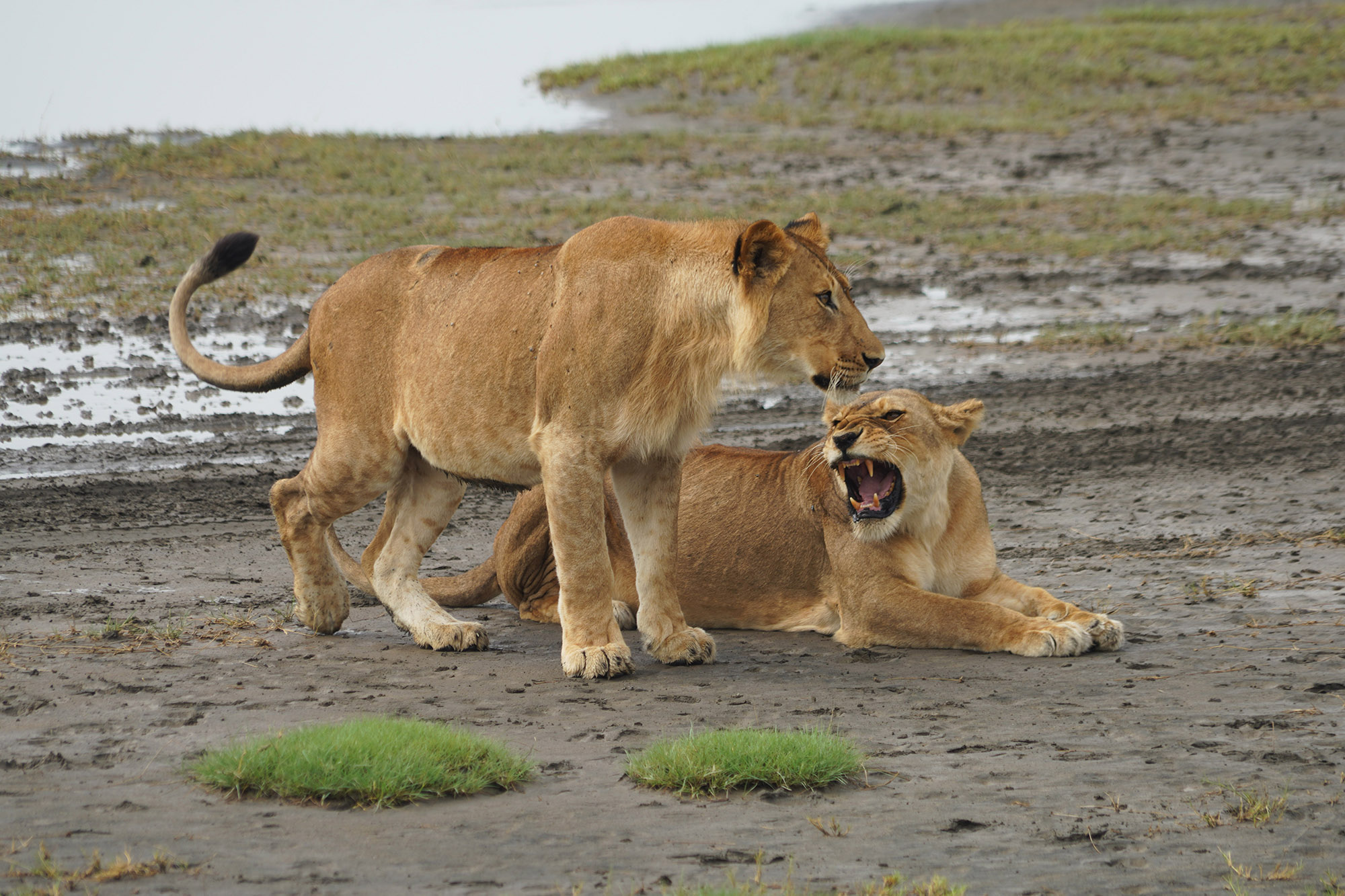 Rugissements entre frère et soeur