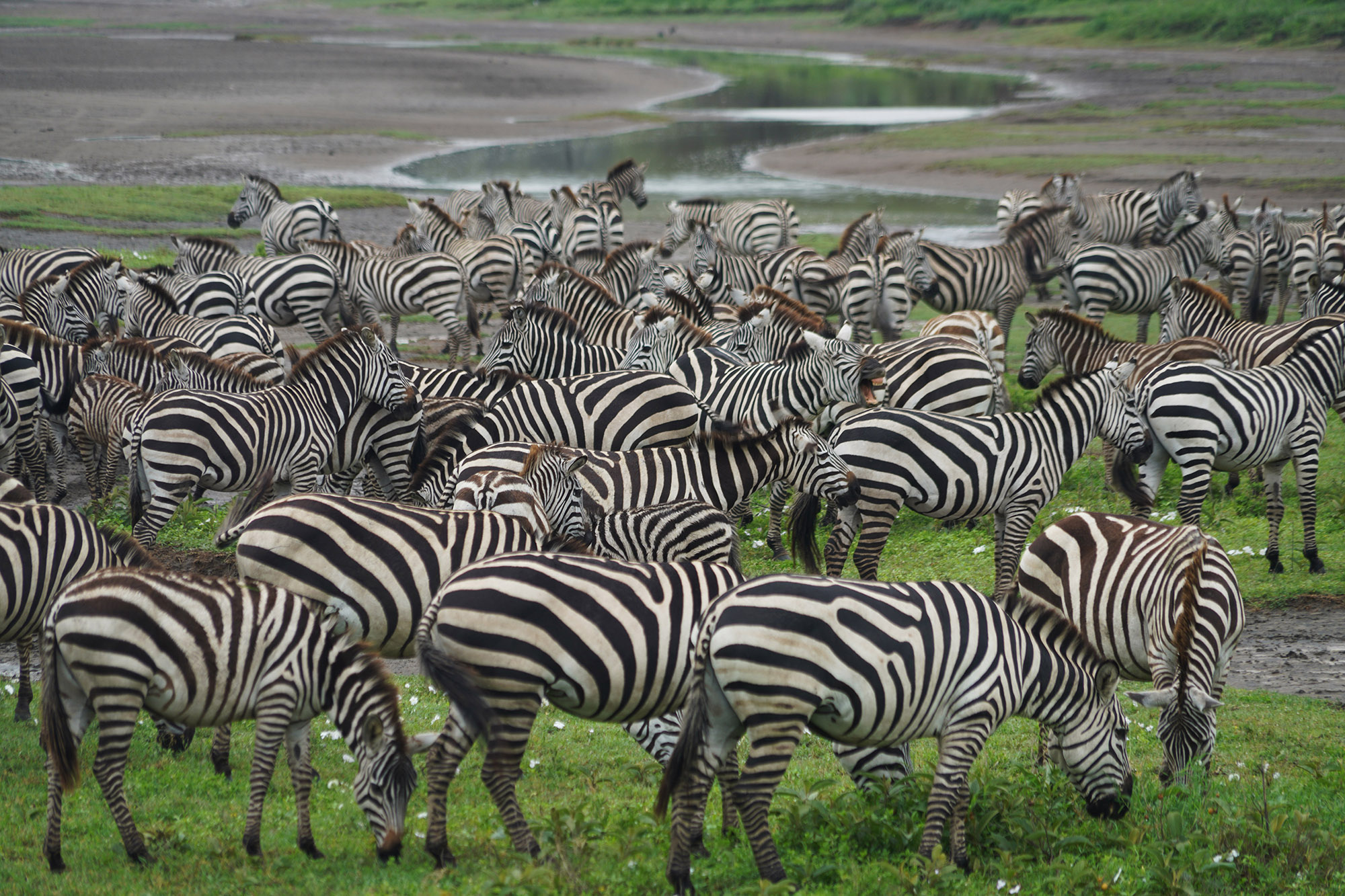 Zèbres à l'infini !