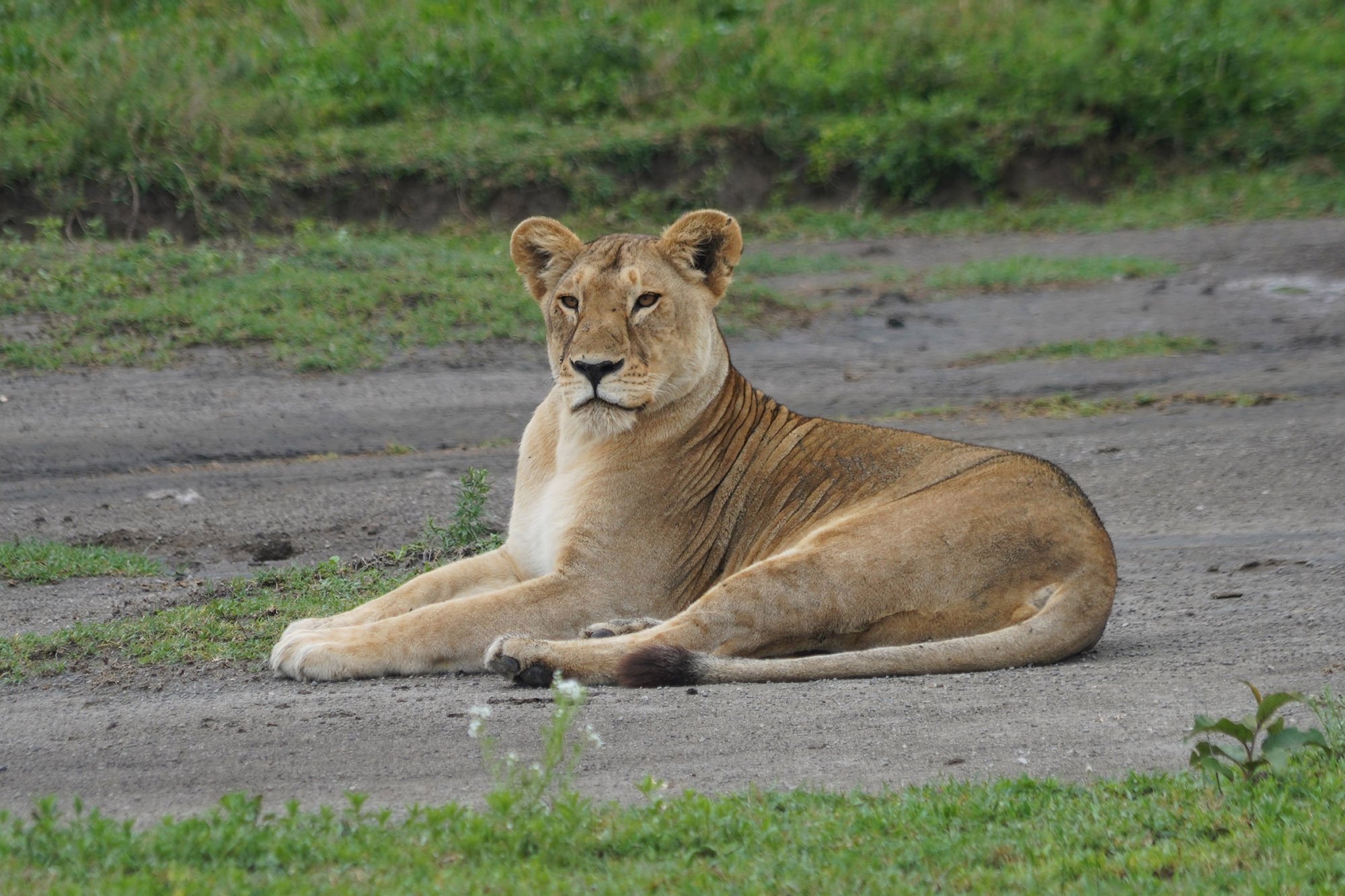 Lionne en observation