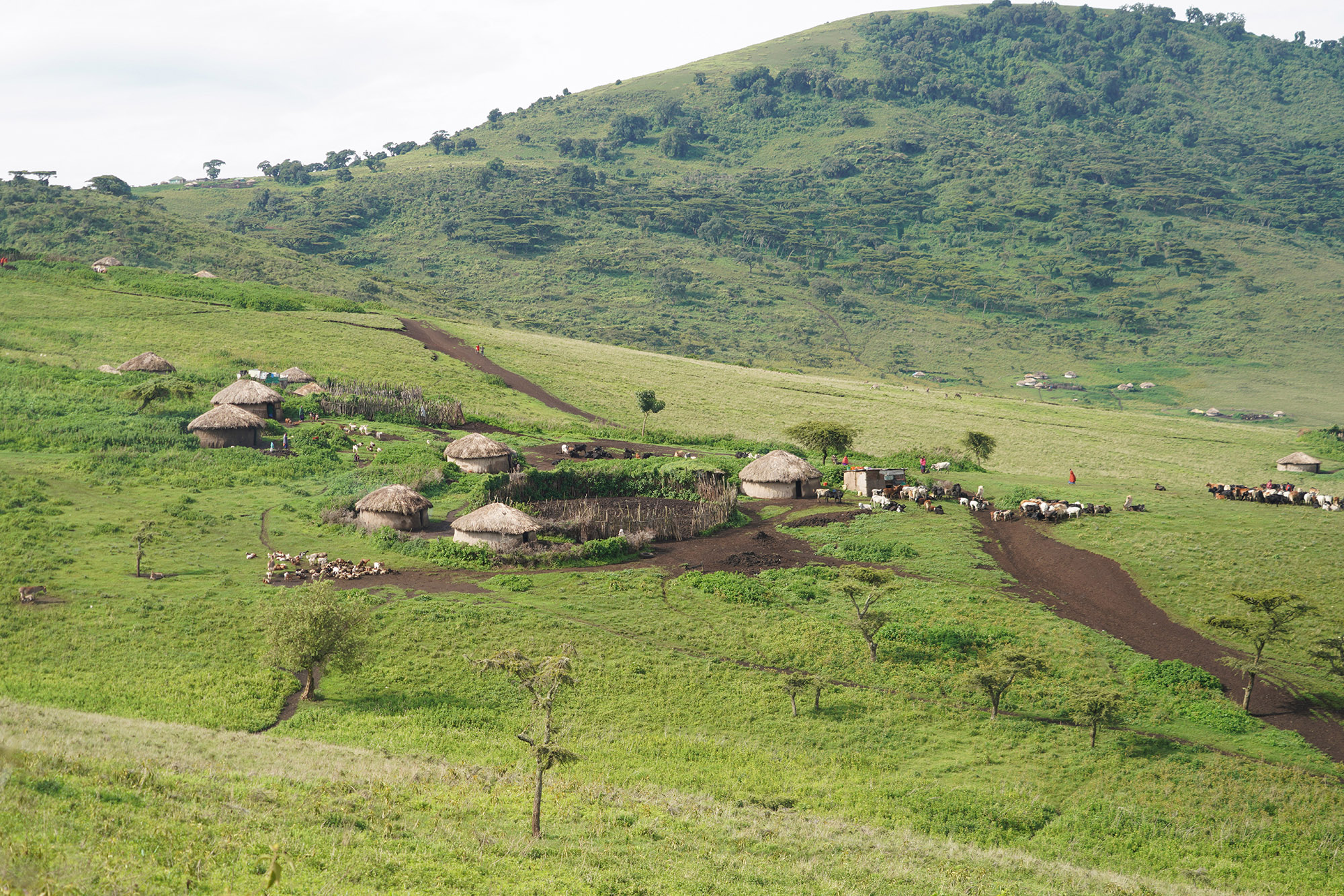 Village Massaï sur les contreforts du Ngorongoro