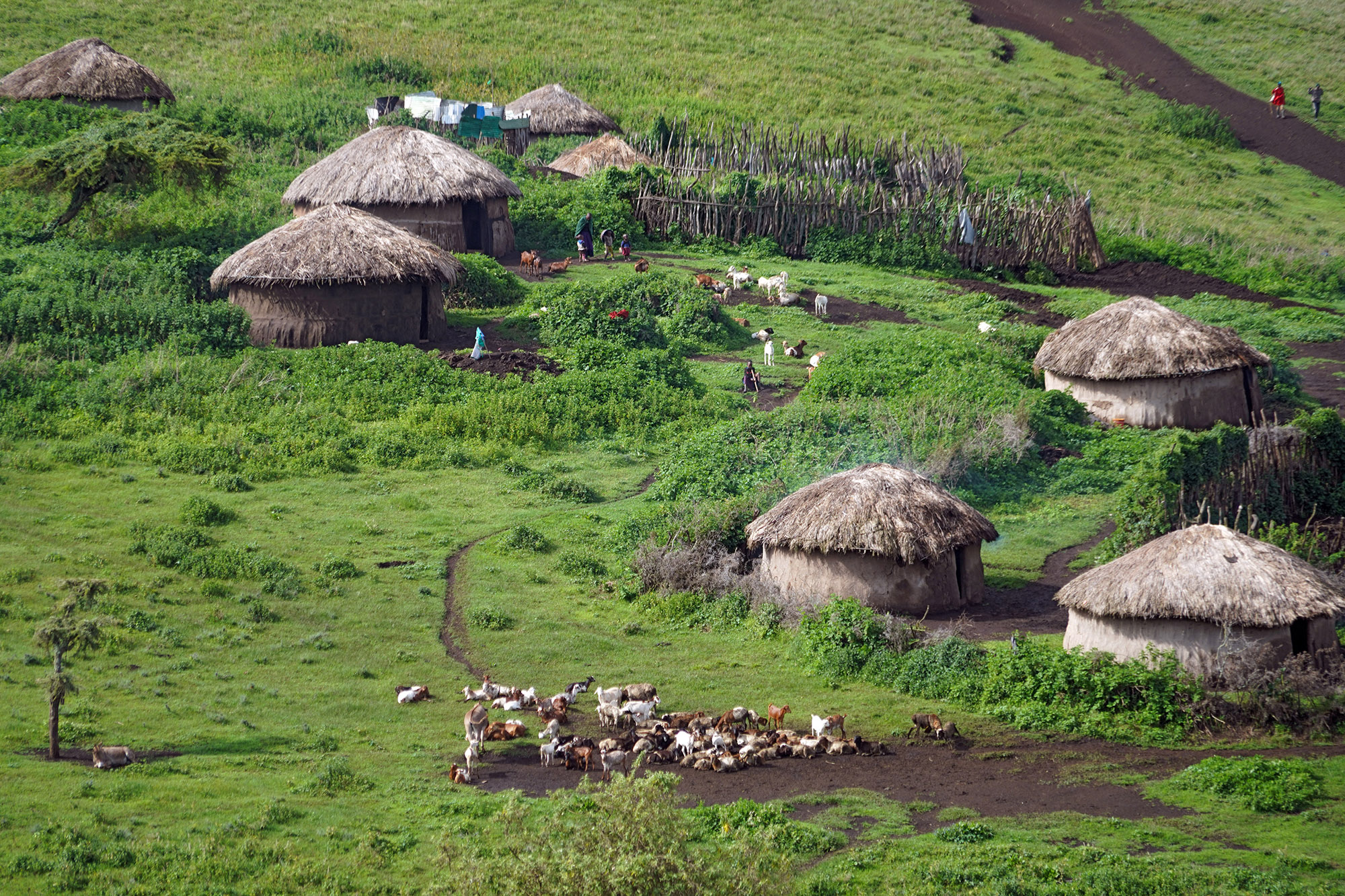 Village Massaï sur les contreforts du Ngorongoro