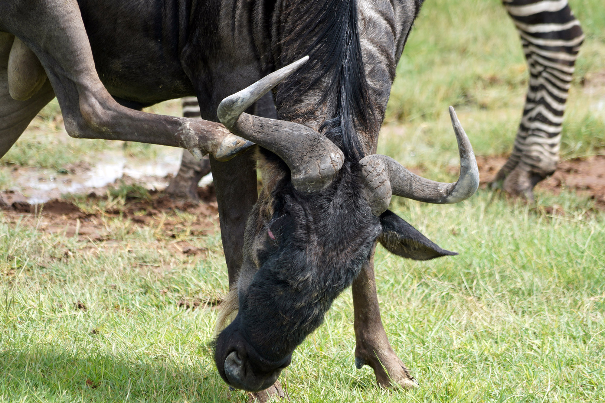 Gnou bleu à queue noire