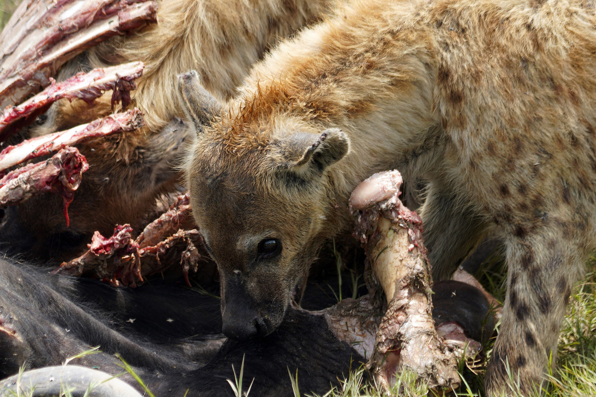 Hyènes autour d'une carcasse de buffle