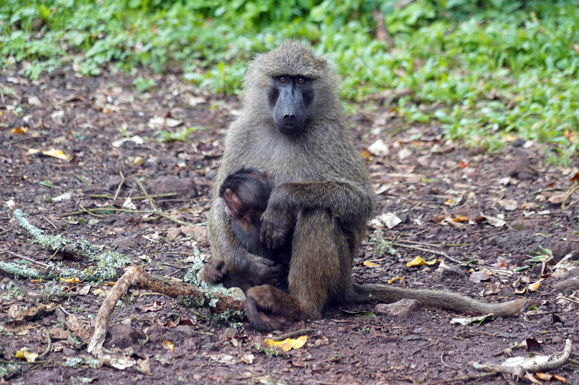 Babouins  à la sortie du parc de Ngongoro