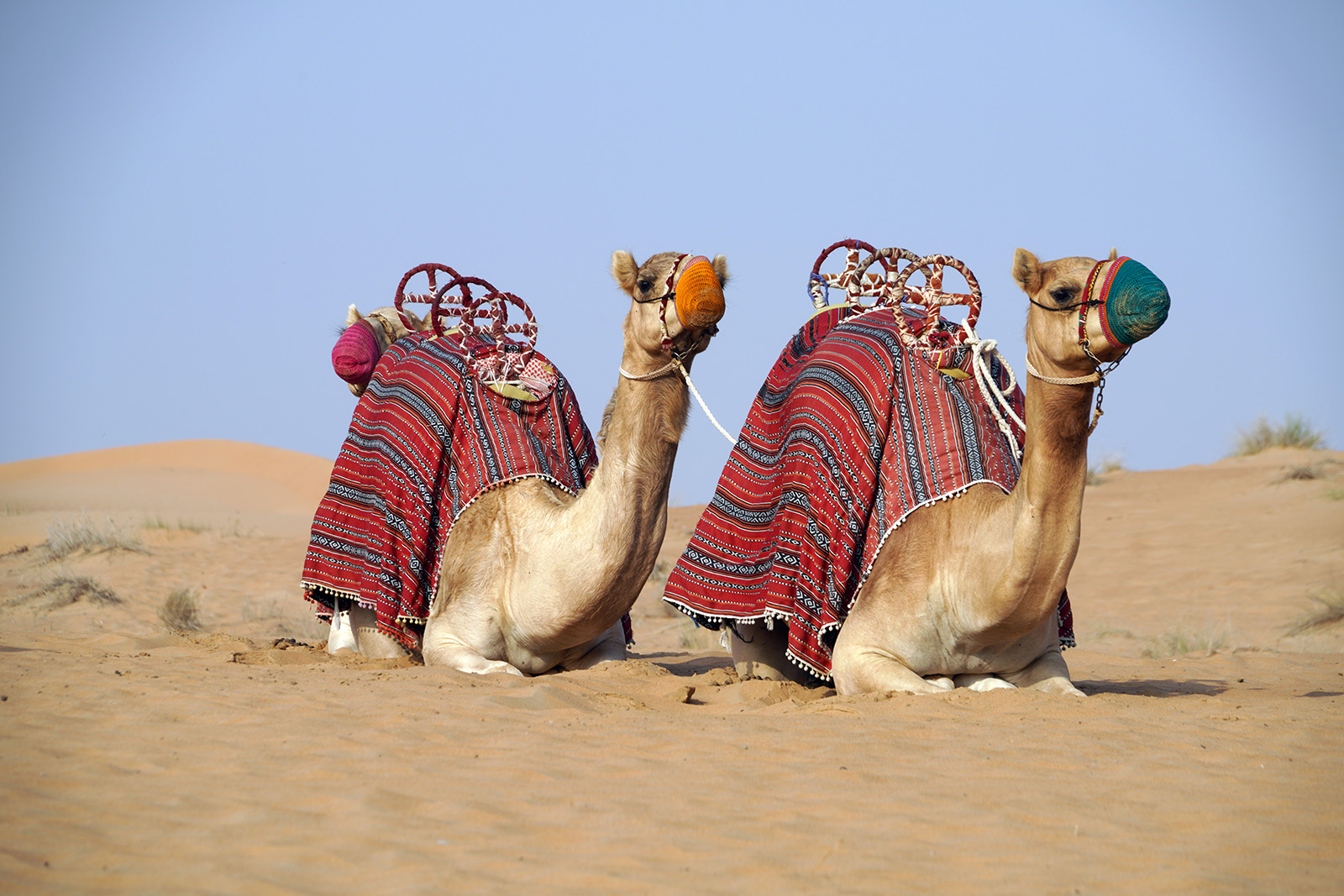 Chameaux dans le désert
