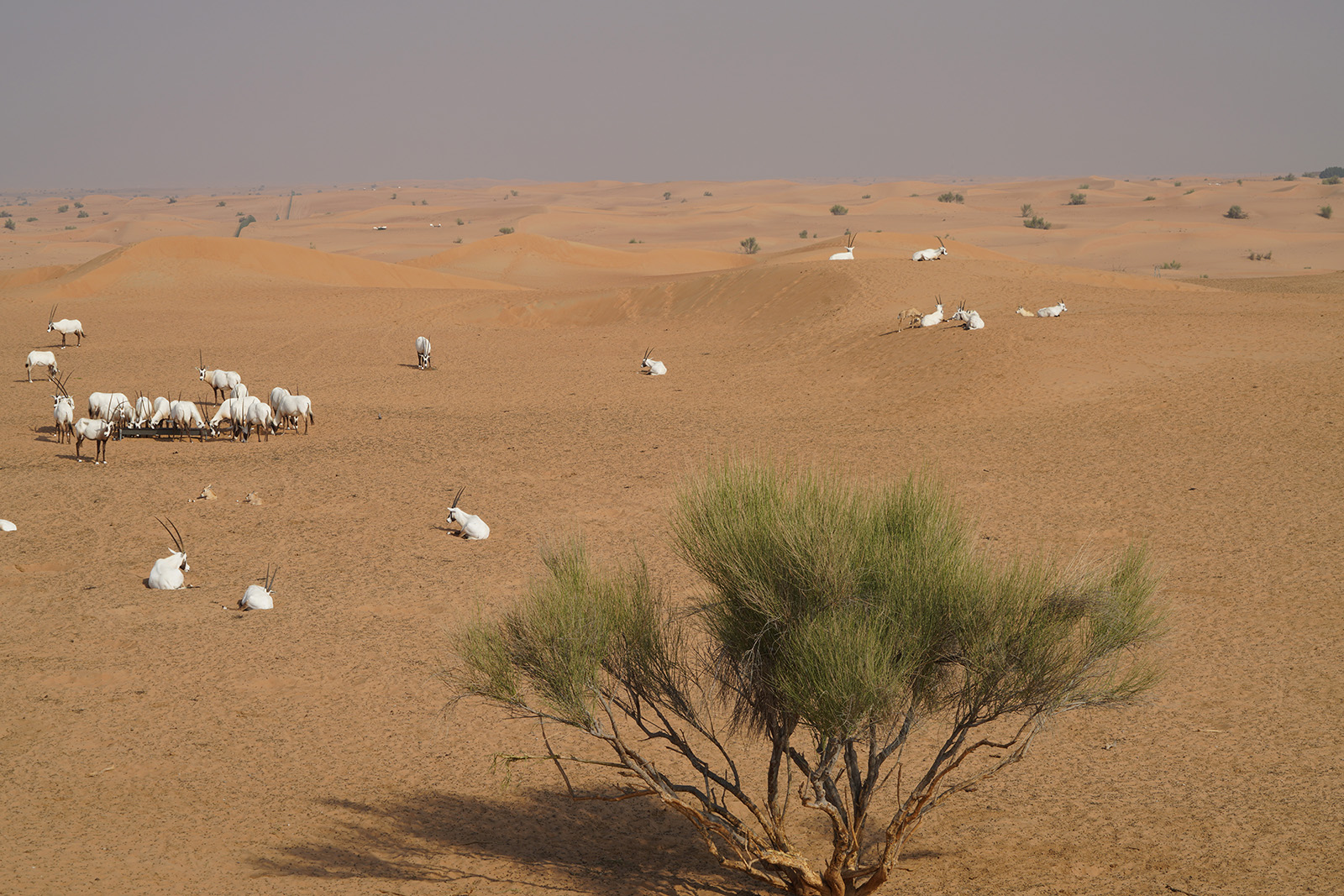 Oryx dans le parc national du désert de Dubaï