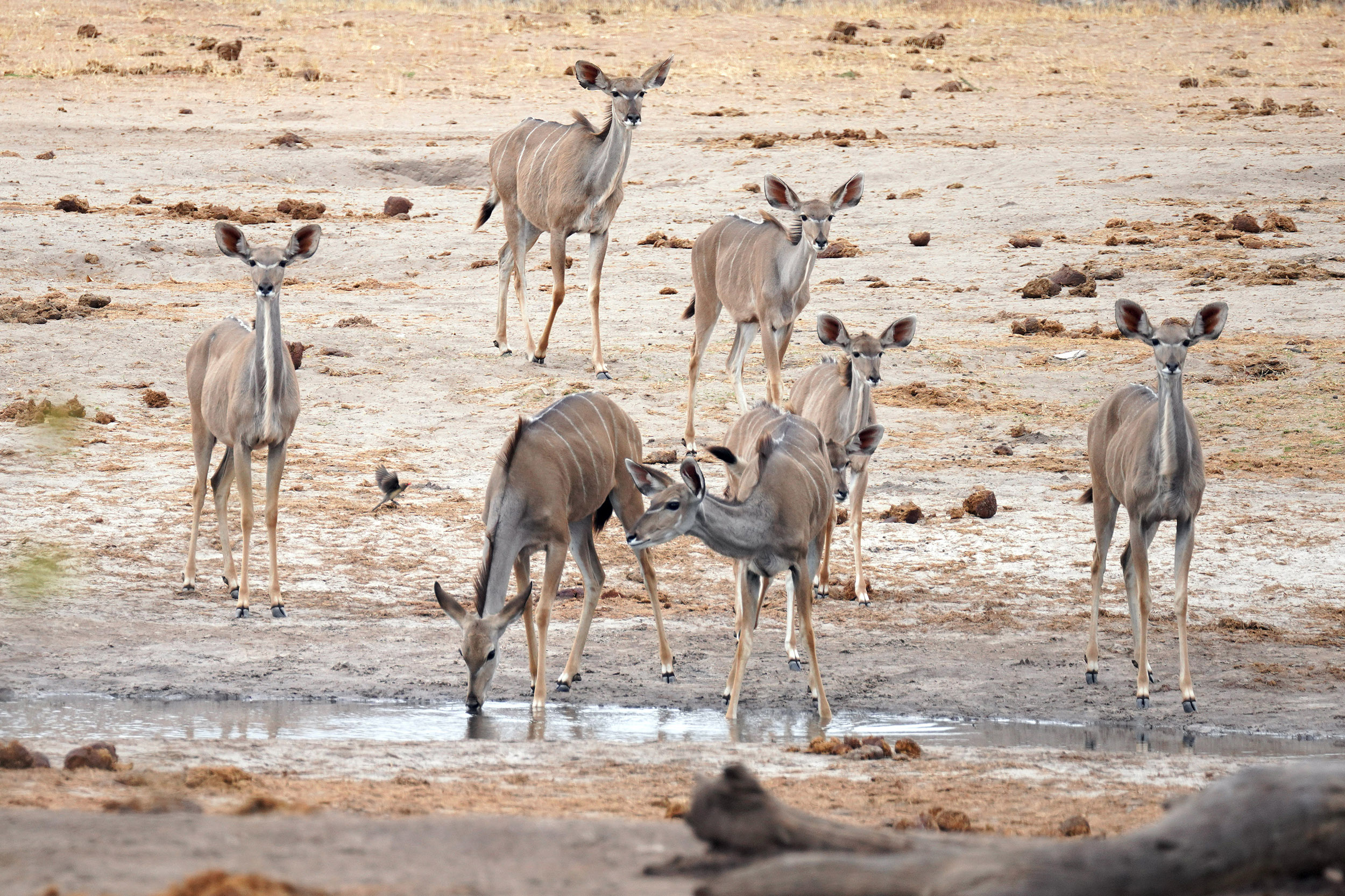 Parc national Hwange - Zimbabwe
