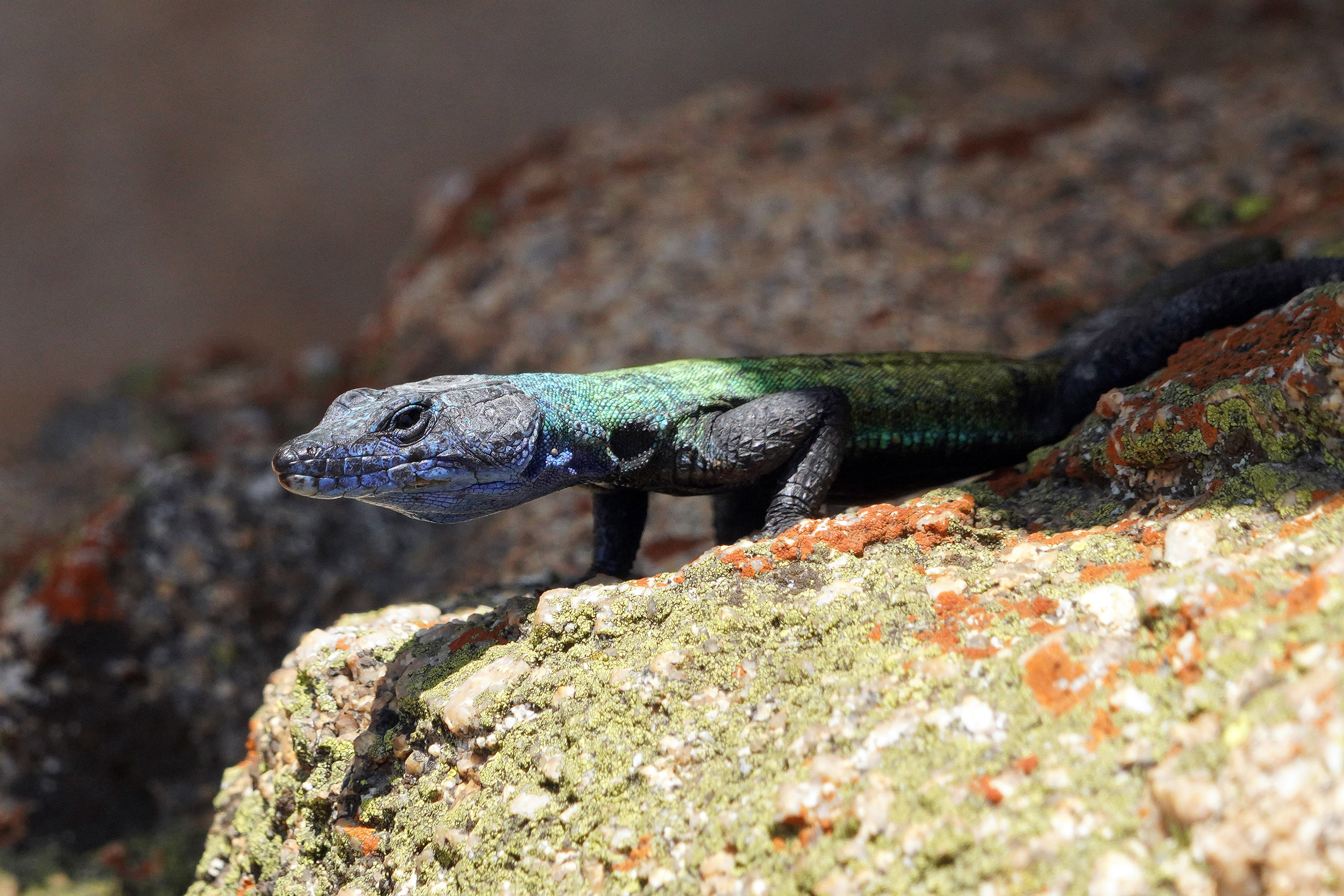 Parc national Matobos - Zimbabwe