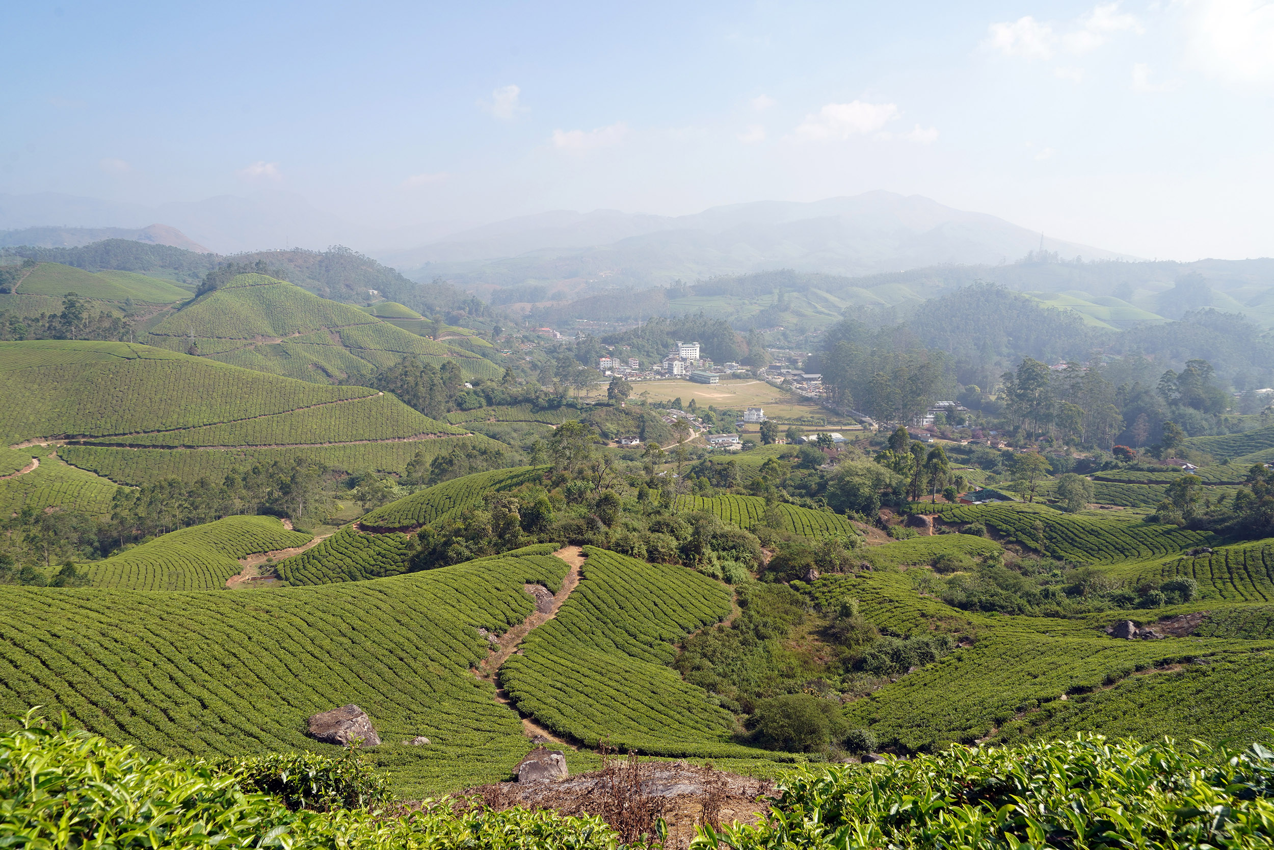 Plantations de thé à Munnar - Kérala