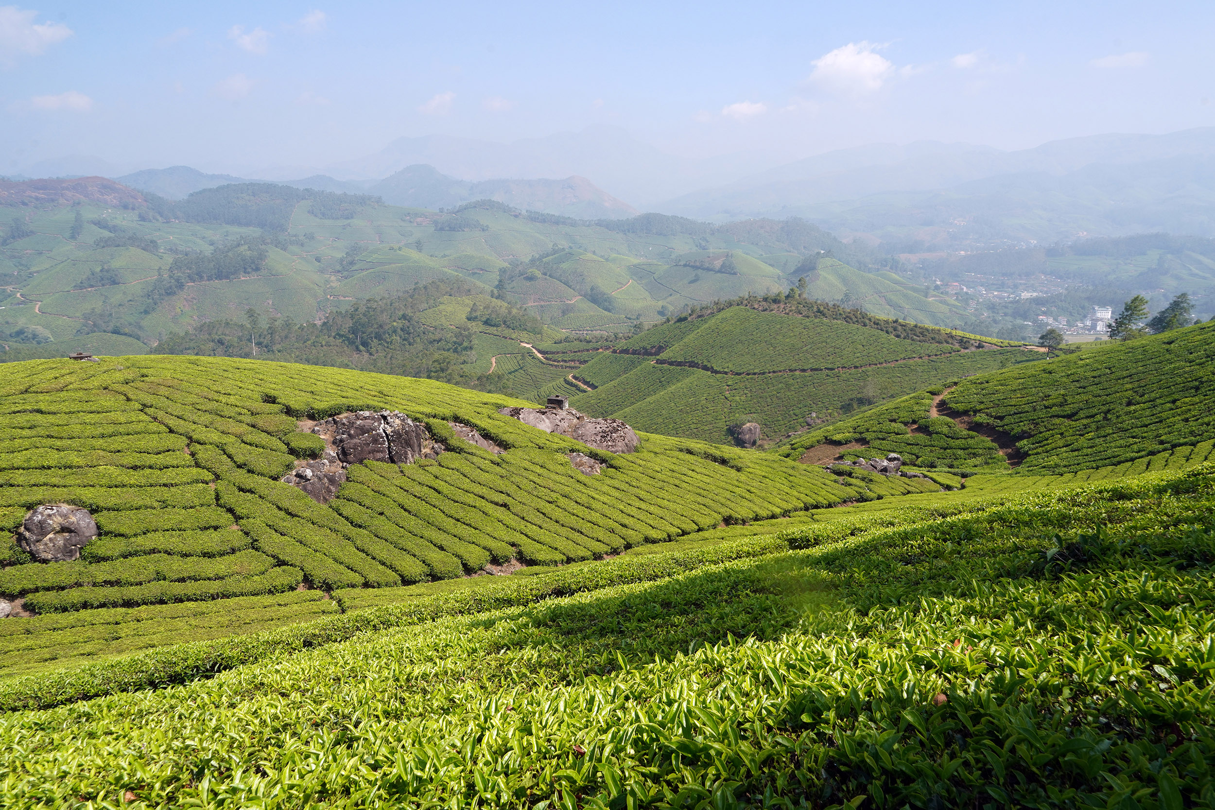 Plantations de thé à Munnar - Kérala