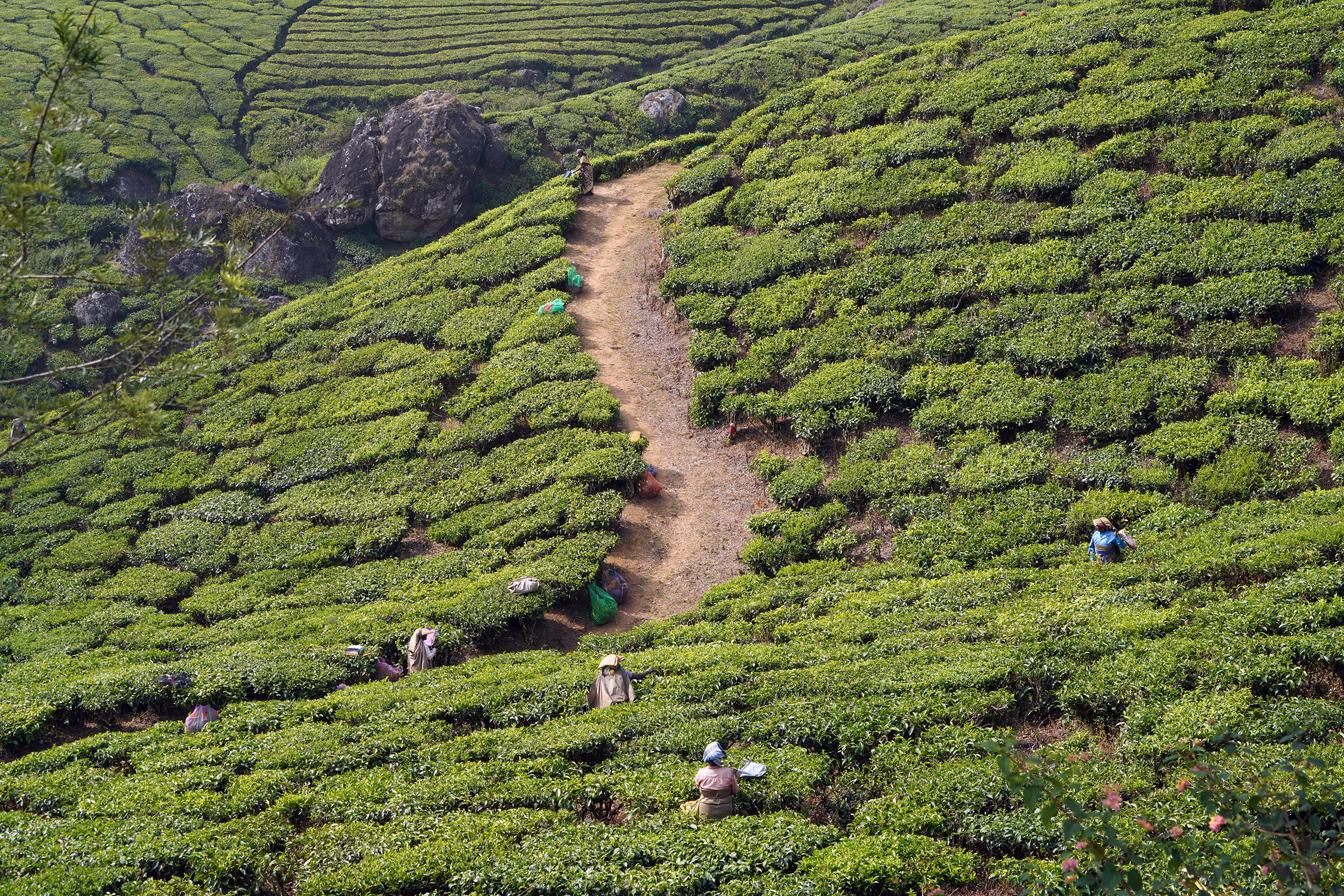 Plantations de thé à Munnar - Kérala
