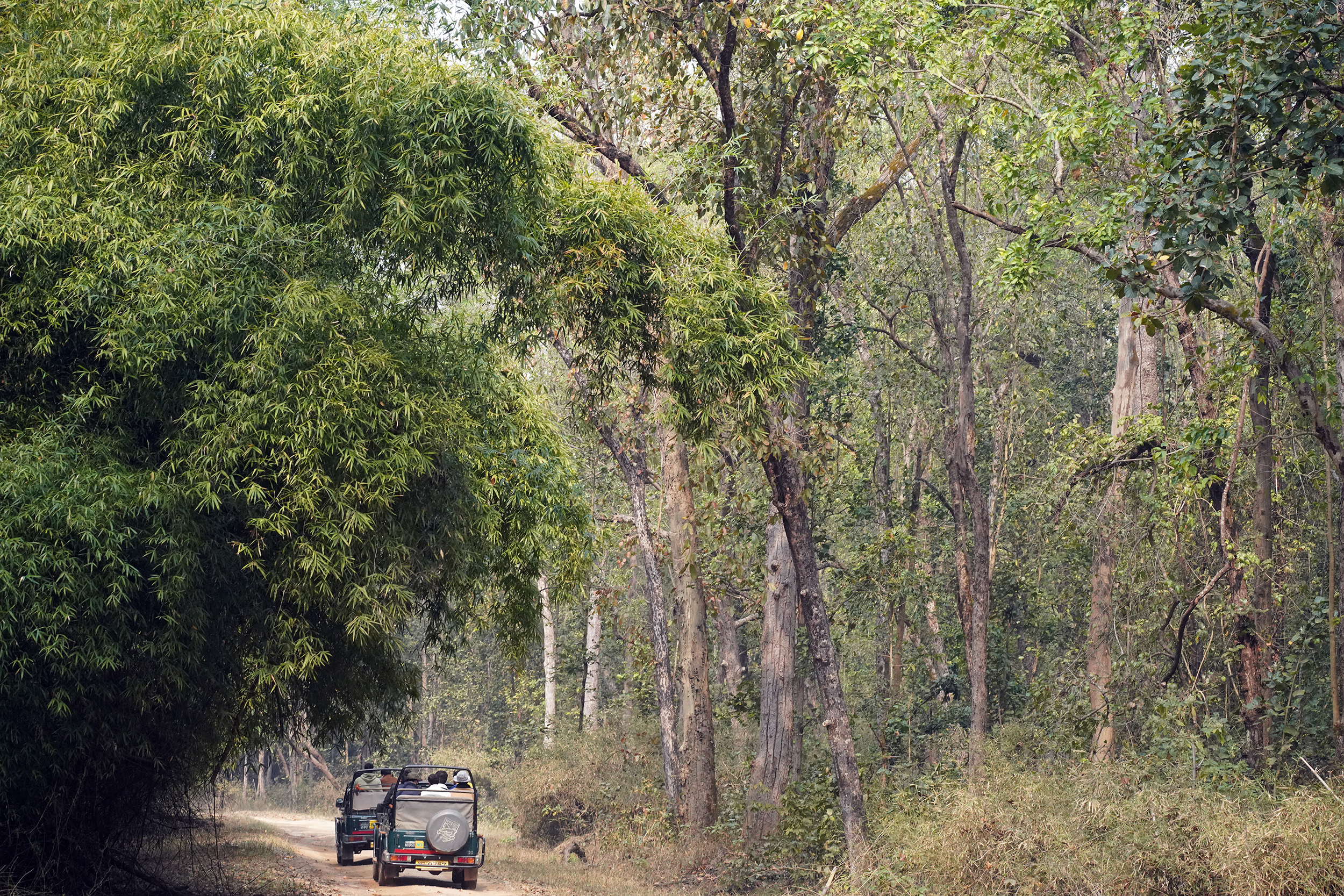 Parc de Bandhavgar - Madhya Pradesh