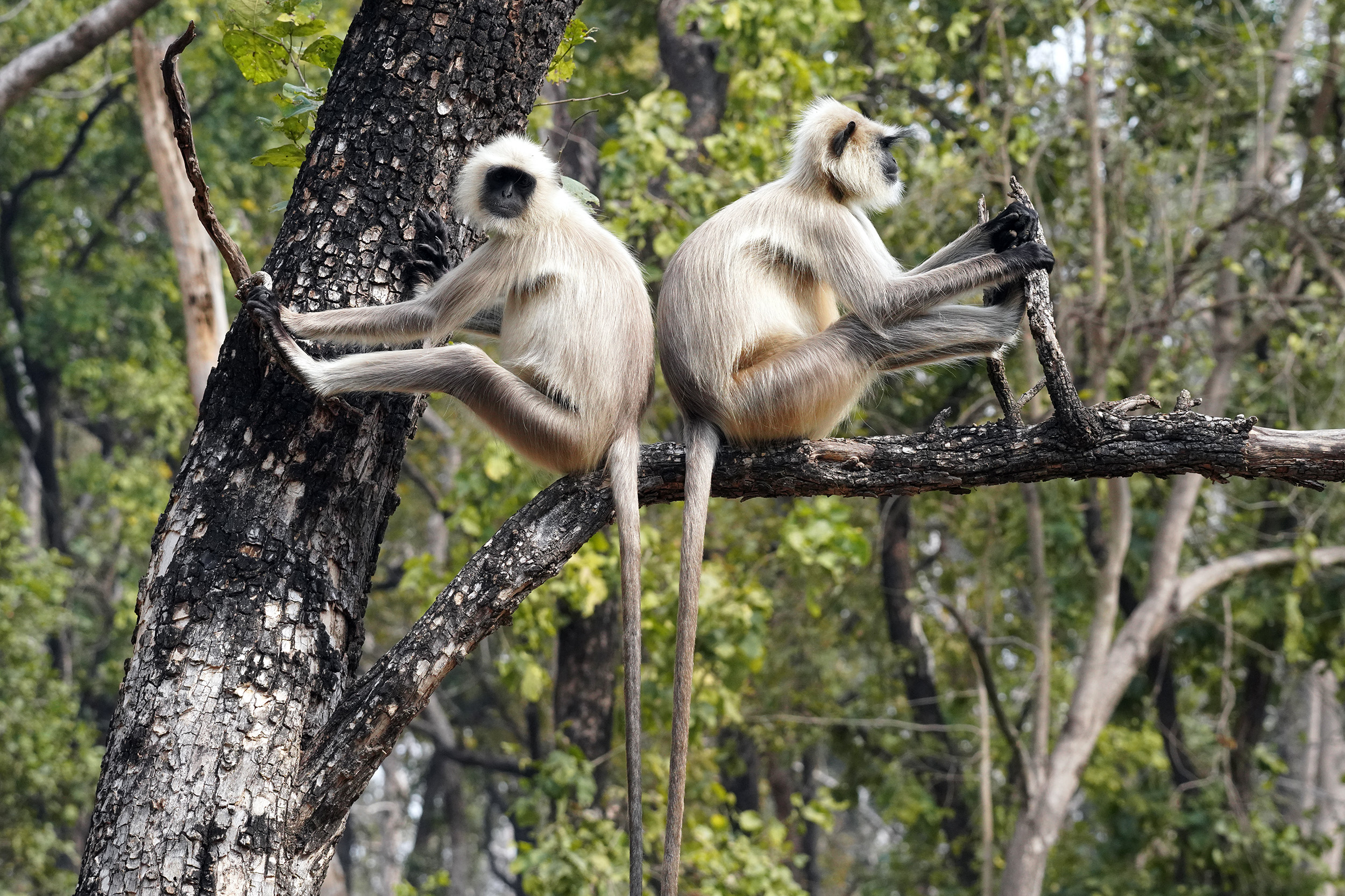 Singe Langur