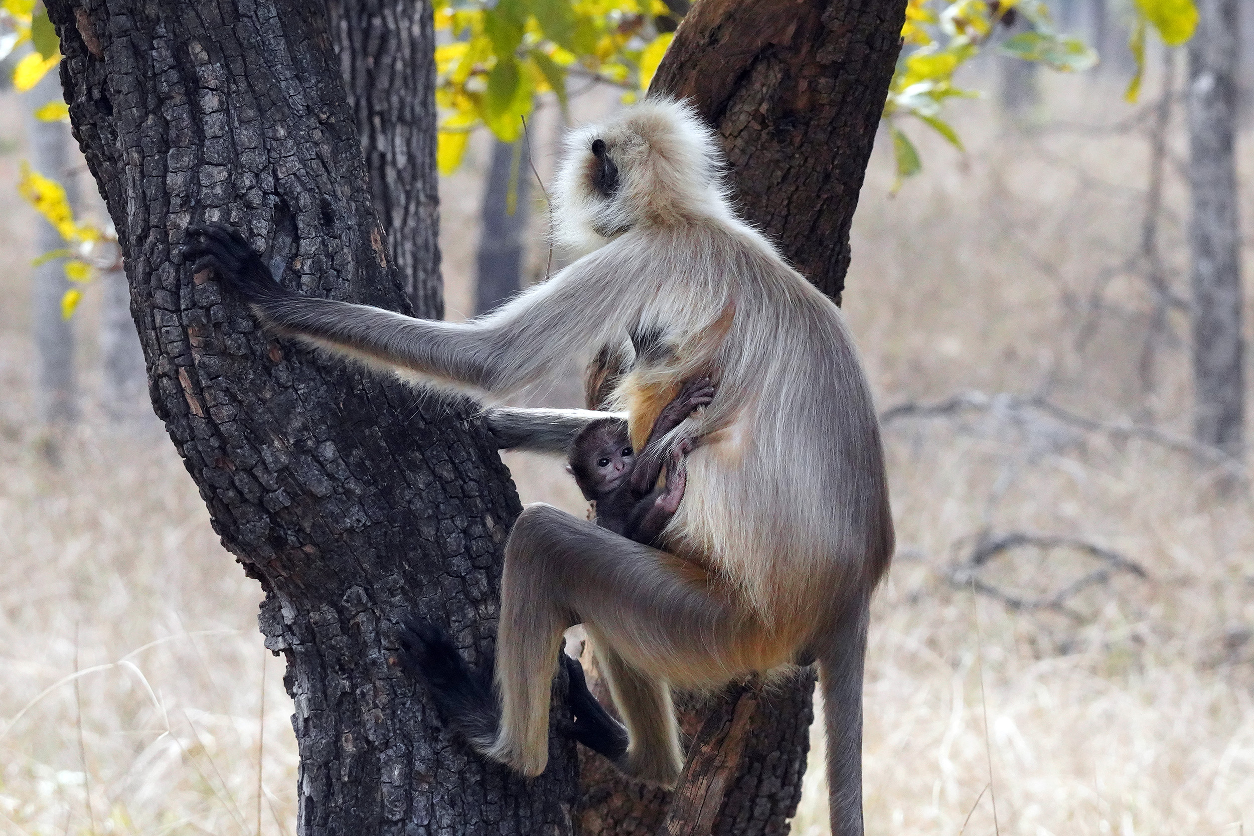Singe Langur