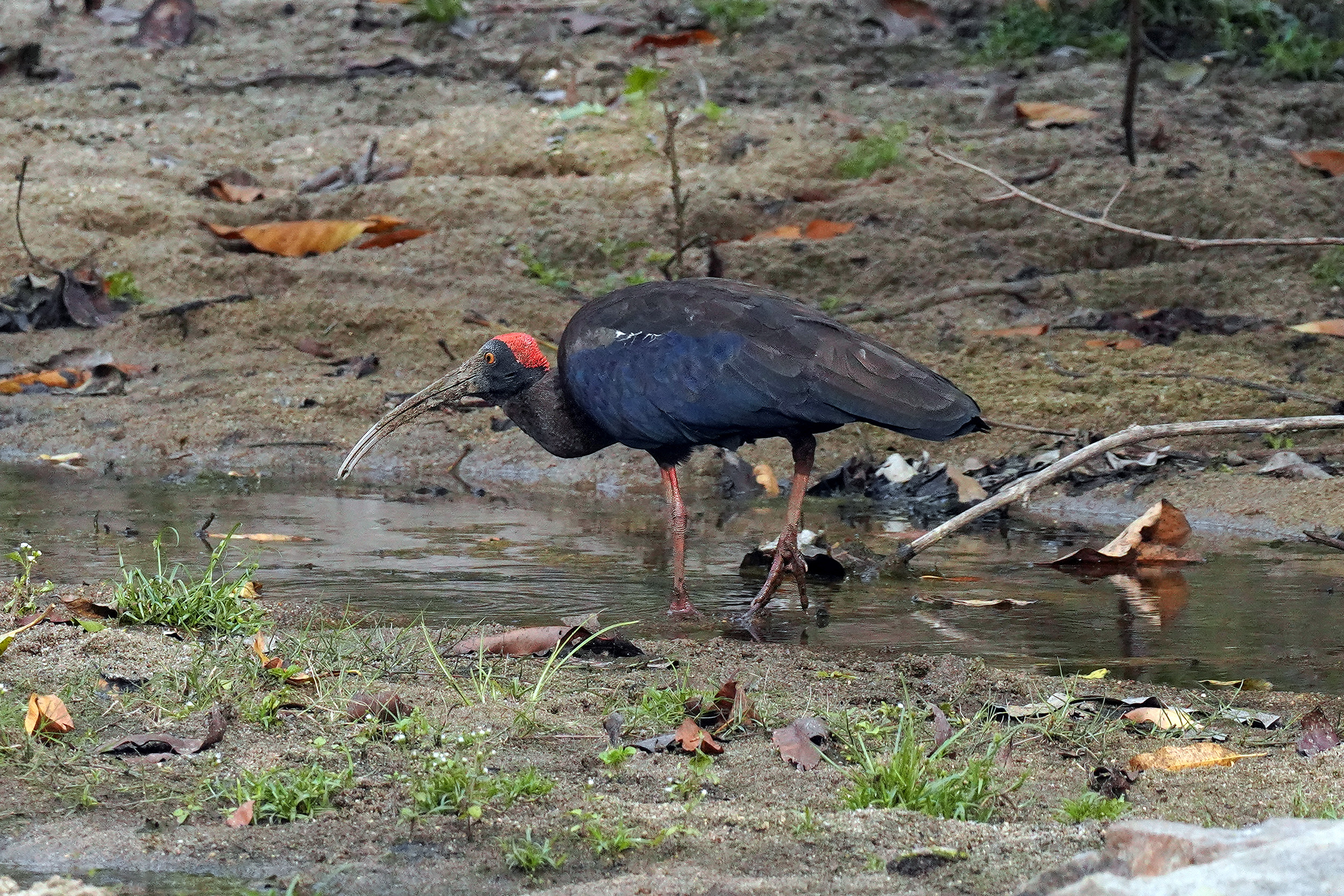 Ibis à tête rouge