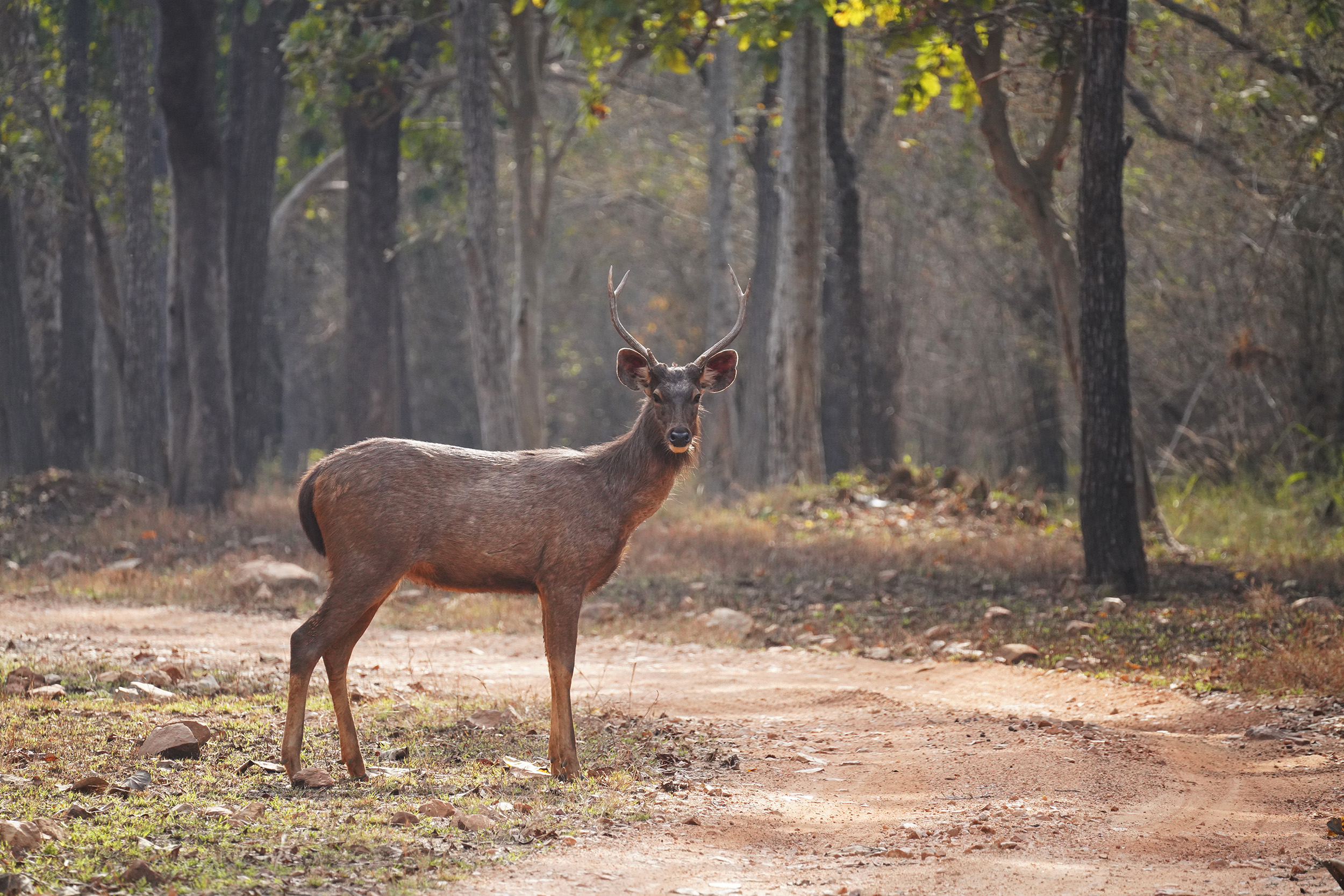 Cerf des marais (Barasingha ou Cervus duvauceli!)