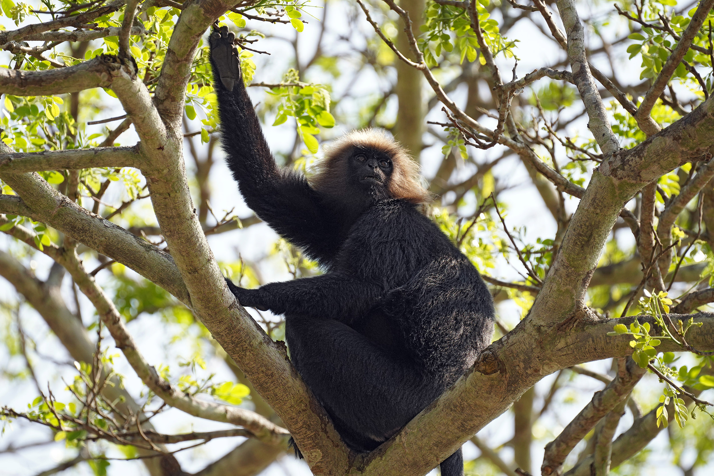 Singe Langur du Nilgiri