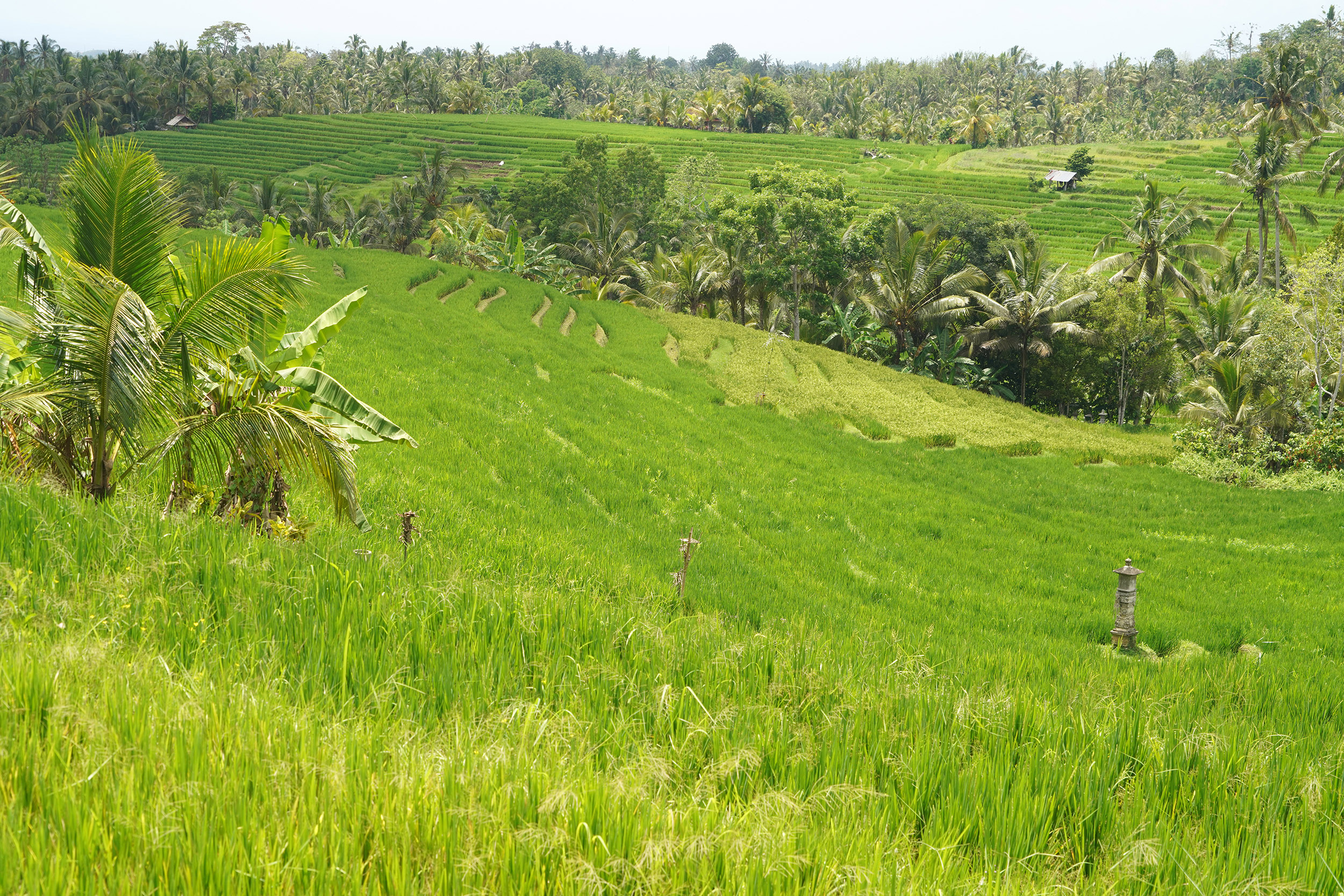 Rizières dans l'Ouest de Bali
