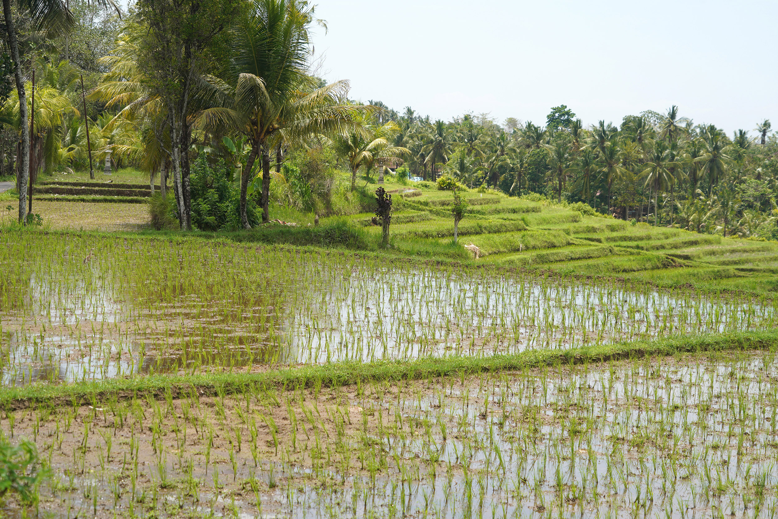 Rizières dans l'Ouest de Bali