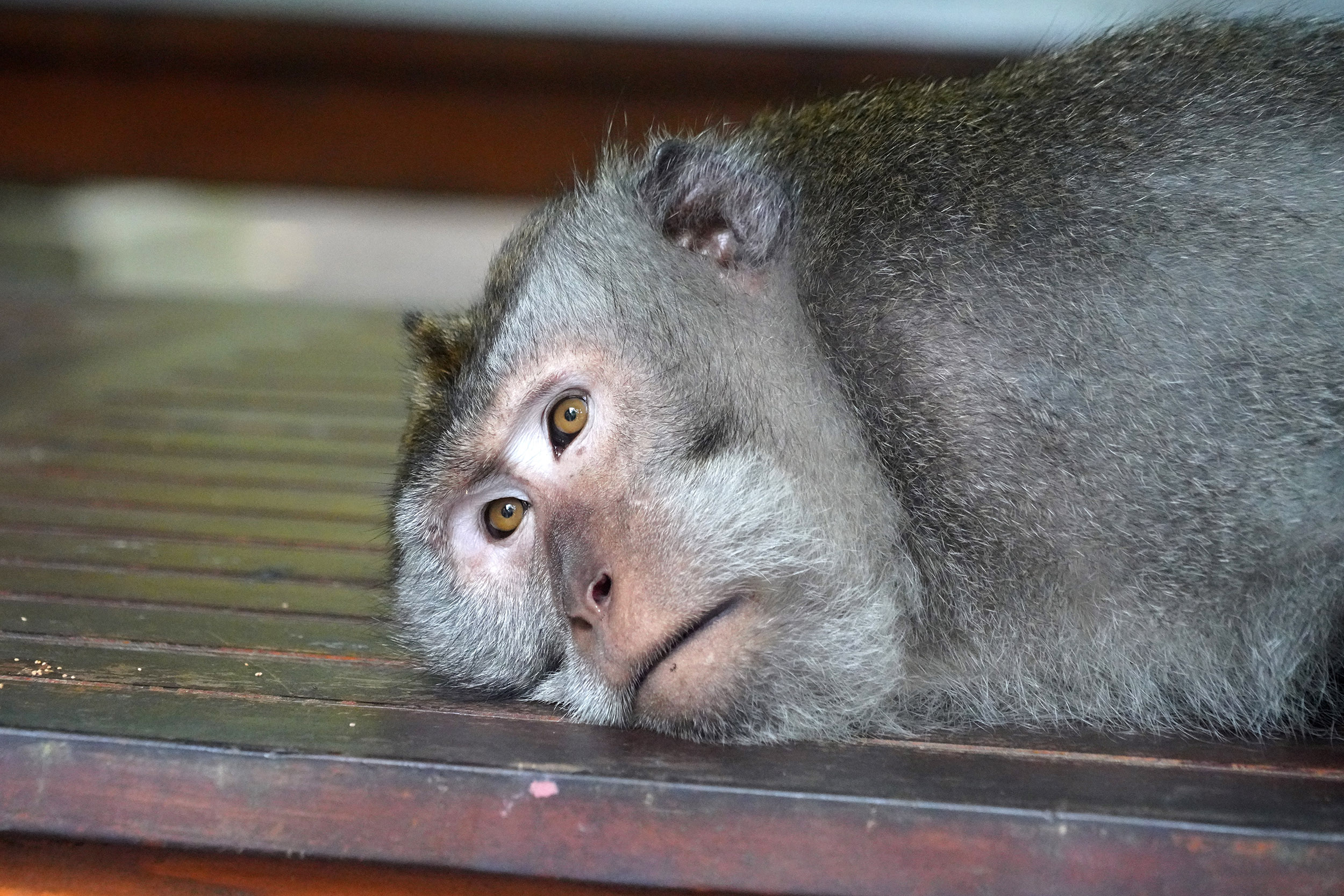 Forêt des singes à Ubud
