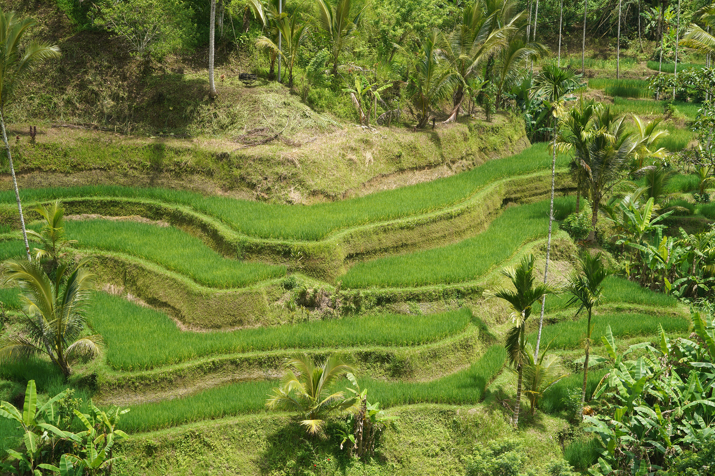 Rizières en terrasse de Tagallalang