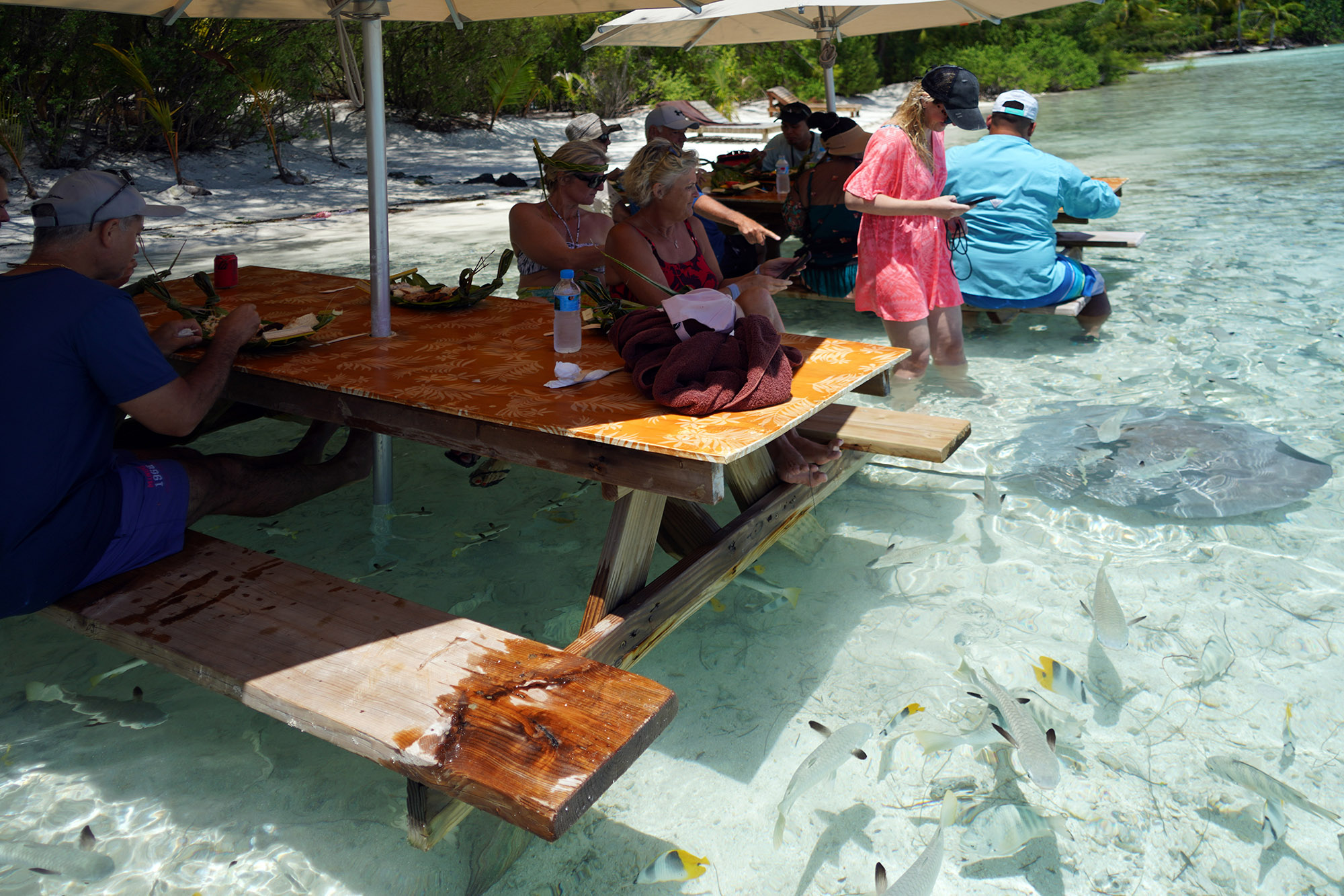 Les raies pastenagues s'approchent