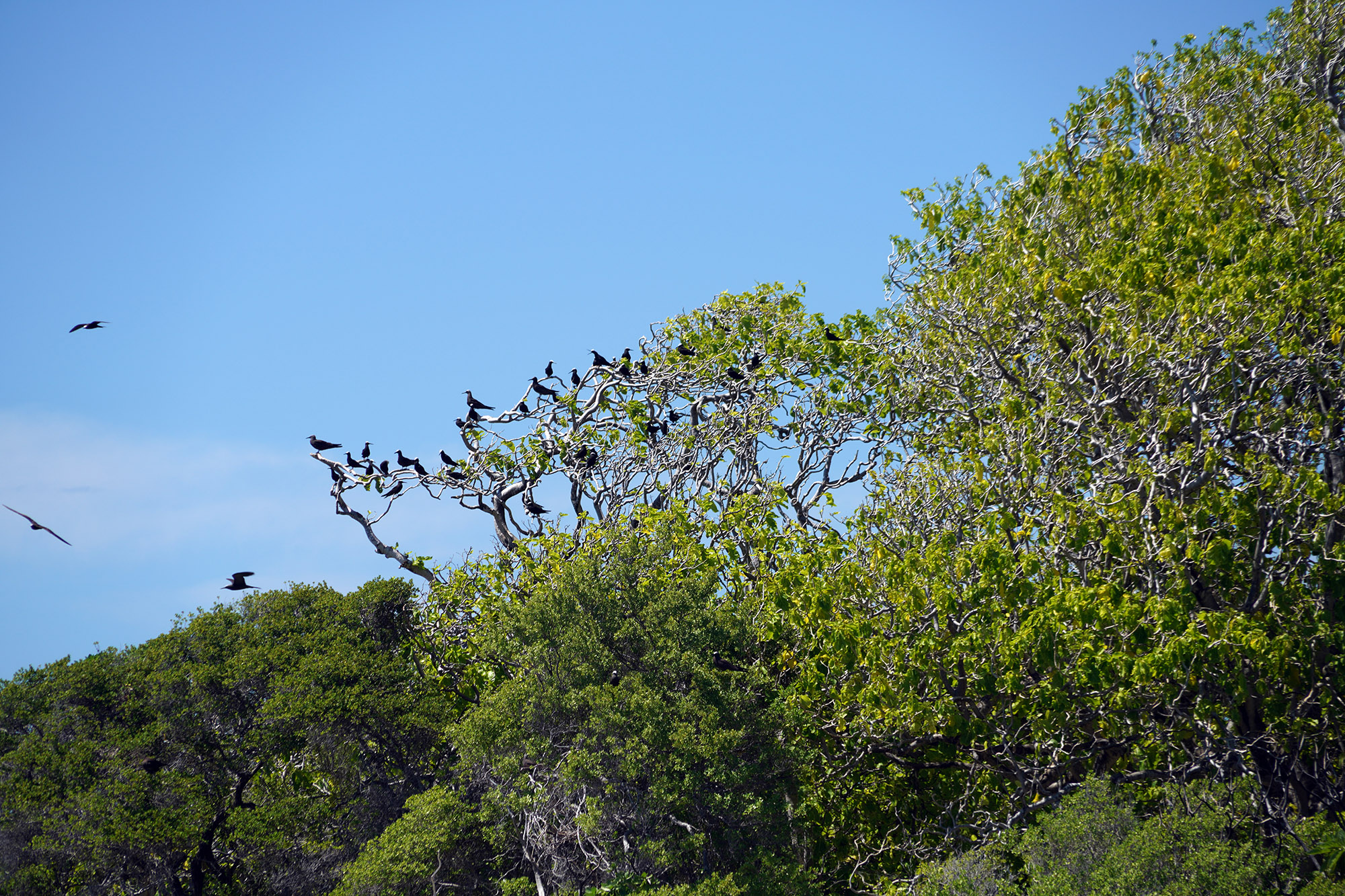 L'ile aux oiseaux - Atoll de Rangiroa