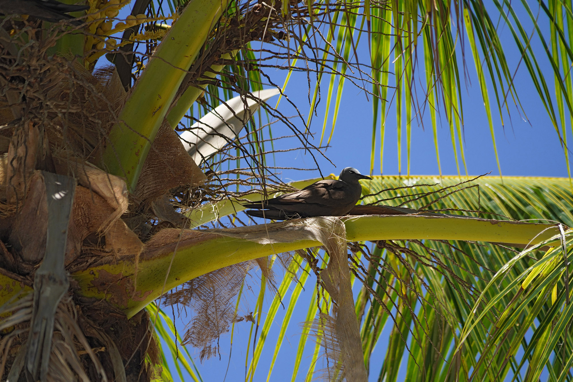 Noddi brun - Atoll de Rangiroa