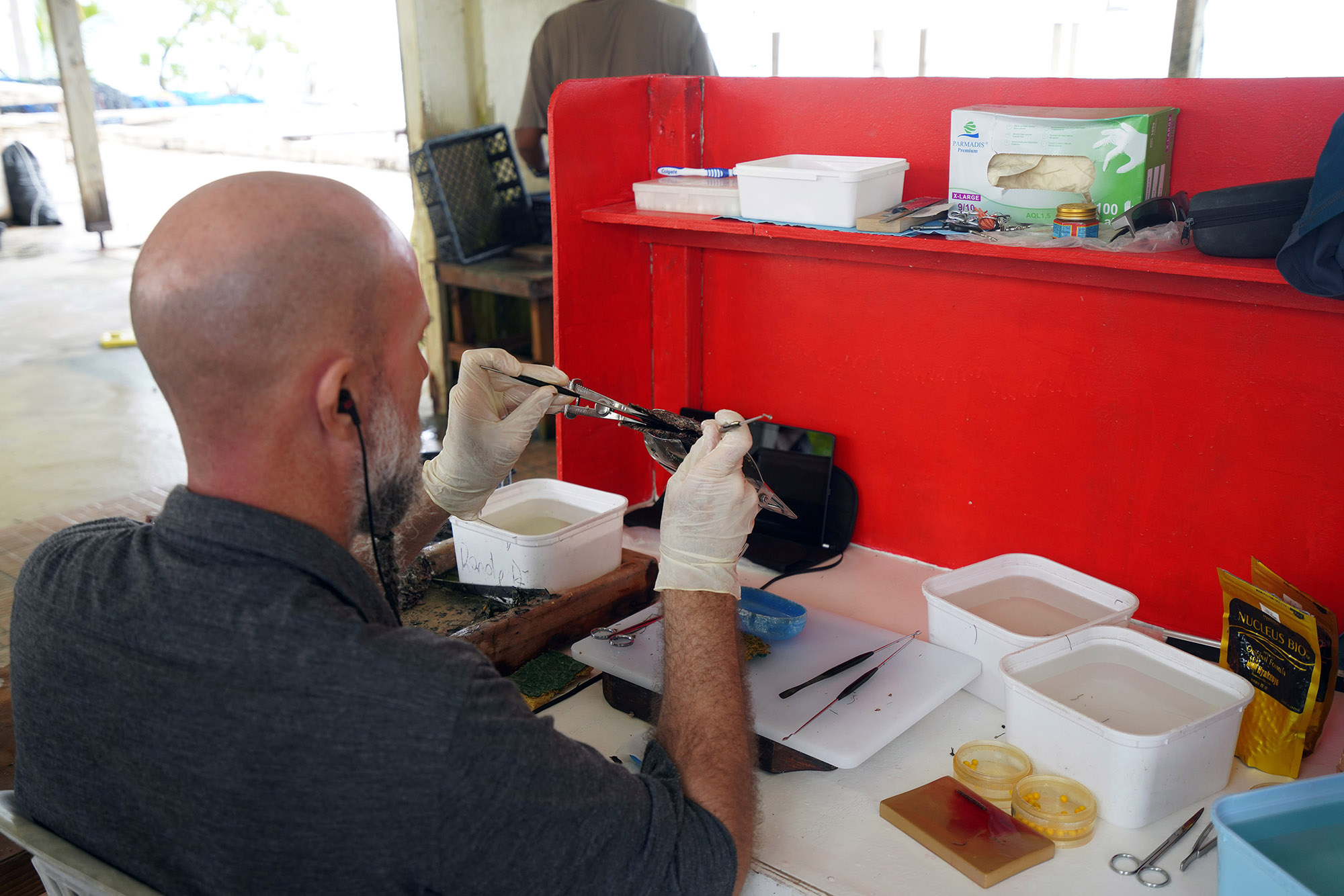 Greffe d'un nucleus en nacre dans l'huitre perlière à Rangiroa