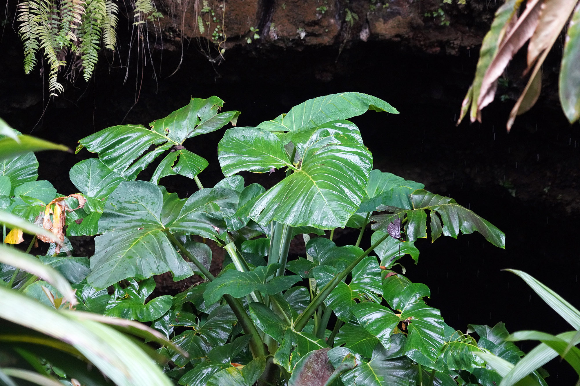 Grottes de Maraa (PK 28) - Ile de Tahiti