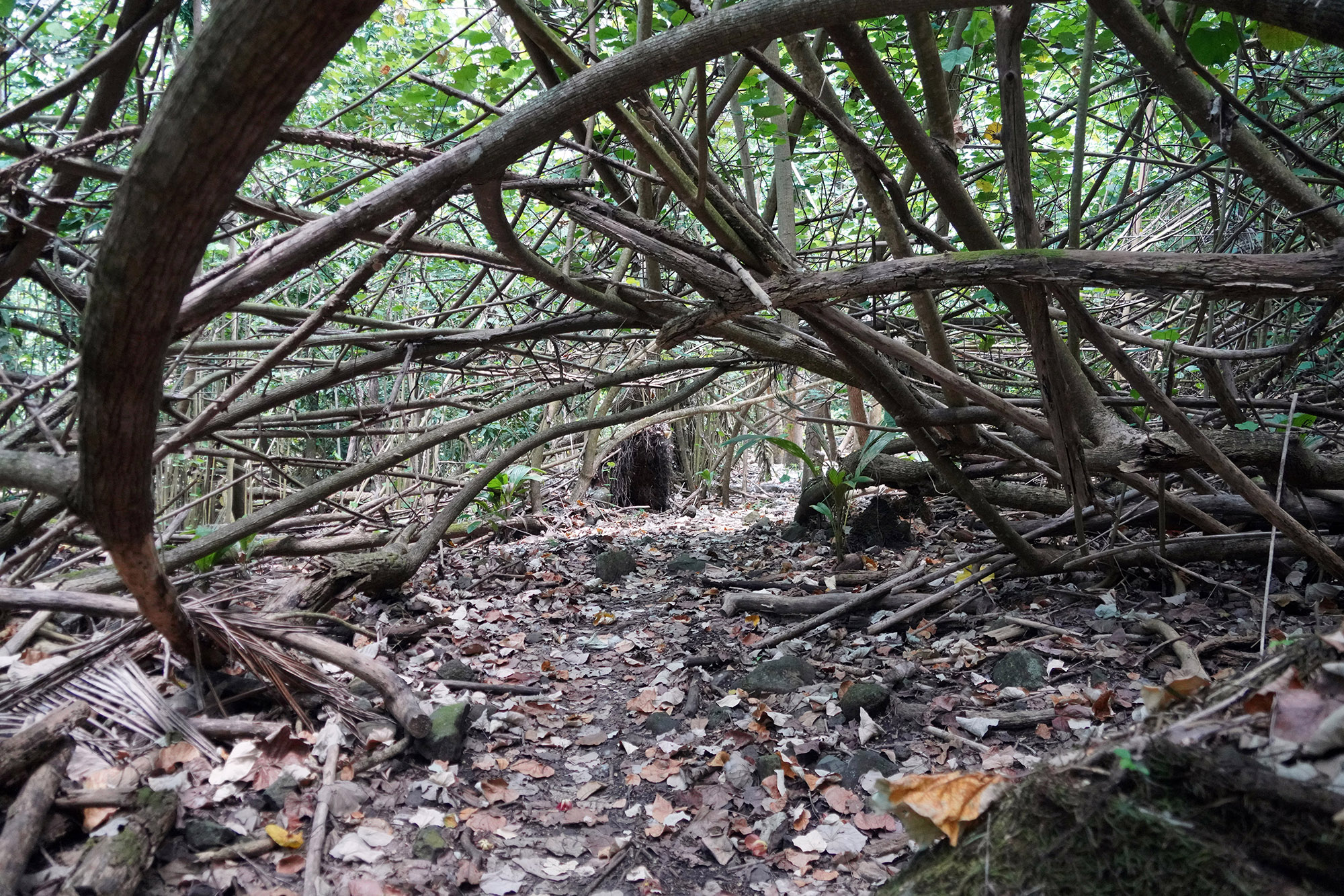 Vers la cascade de Vaipo dans la vallée d'Hakaui
