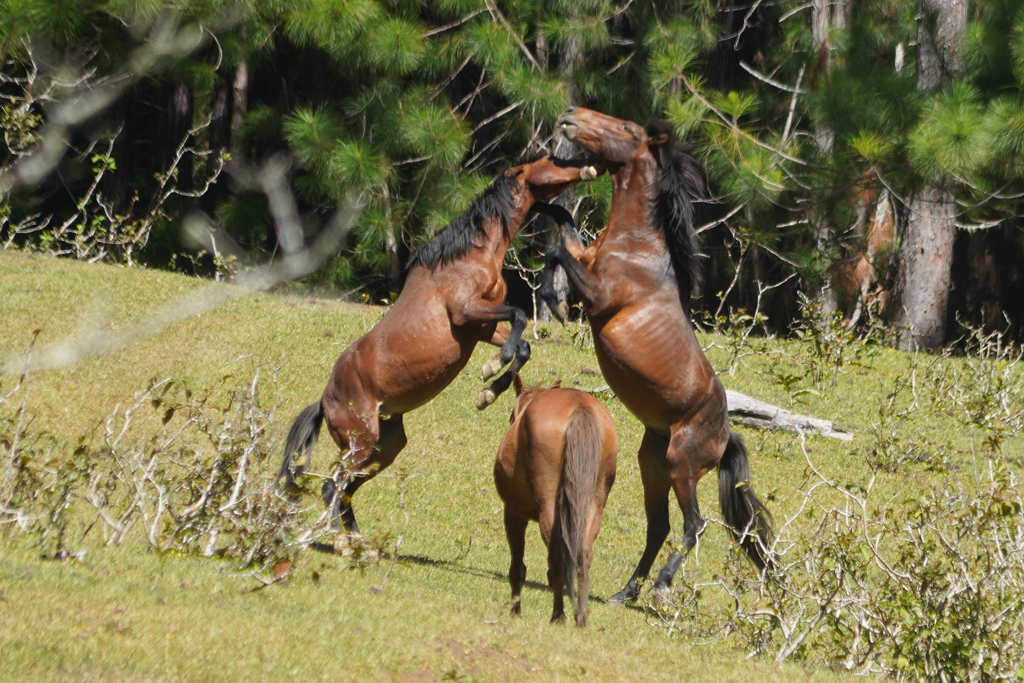 Plateau de Toovii - Ile de Nuku Hiva