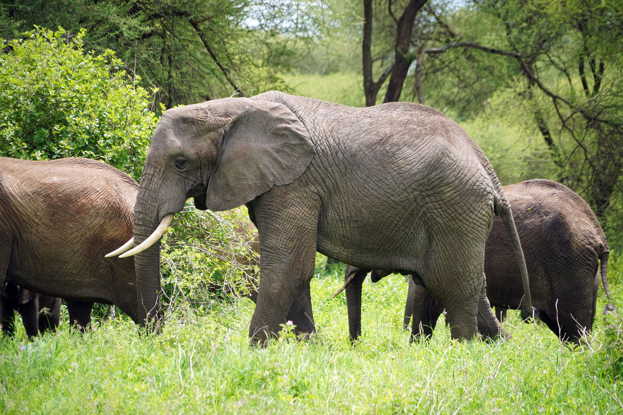 Nos premiers éléphants