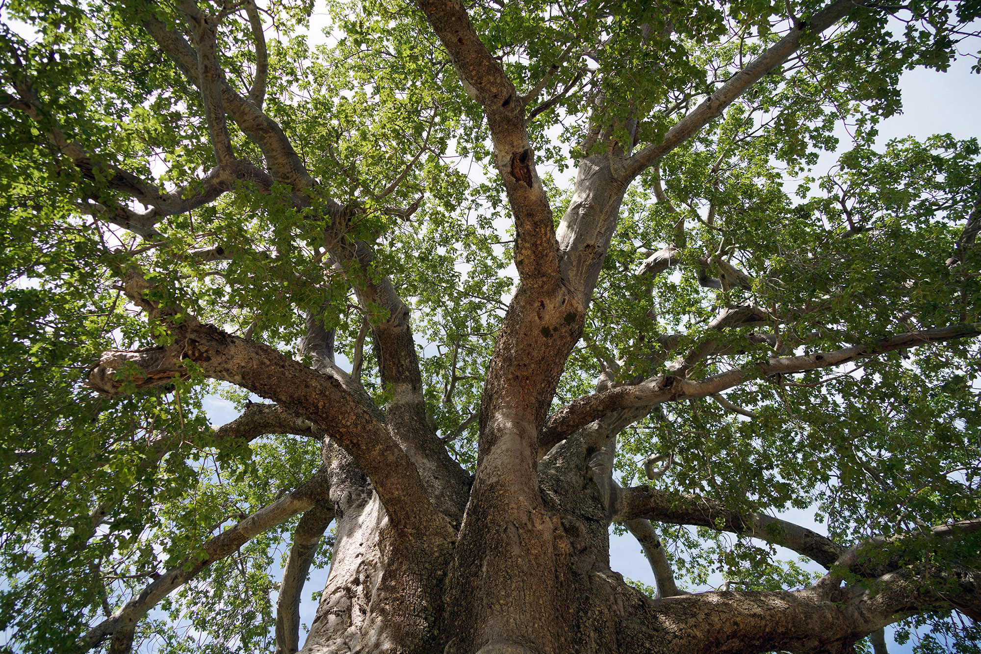 Majestueux Baobab