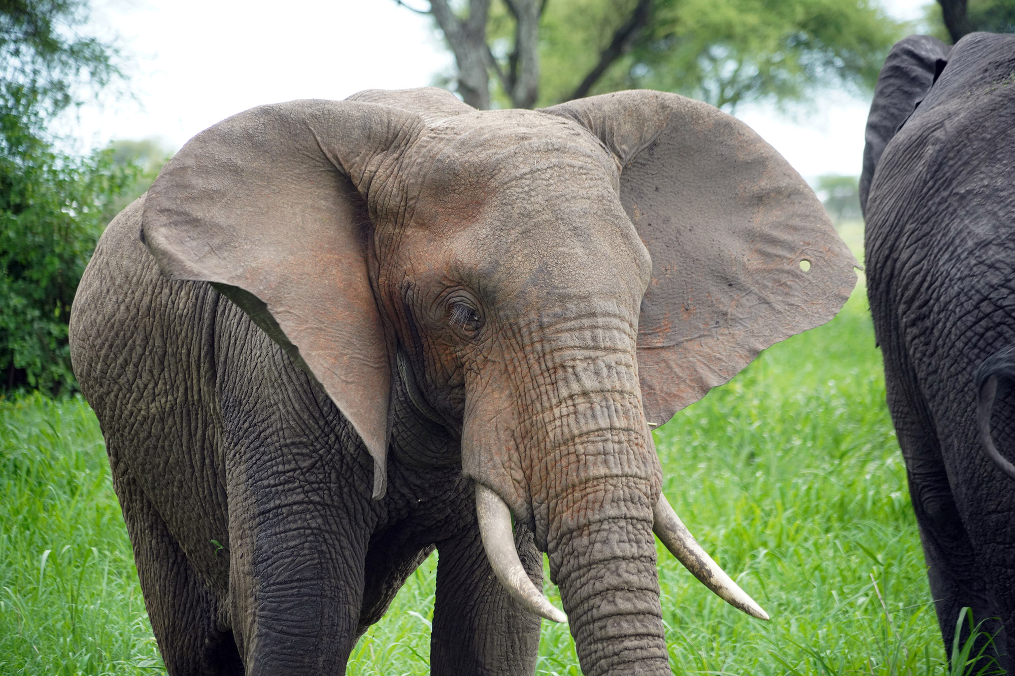 Bel éléphant mâle
