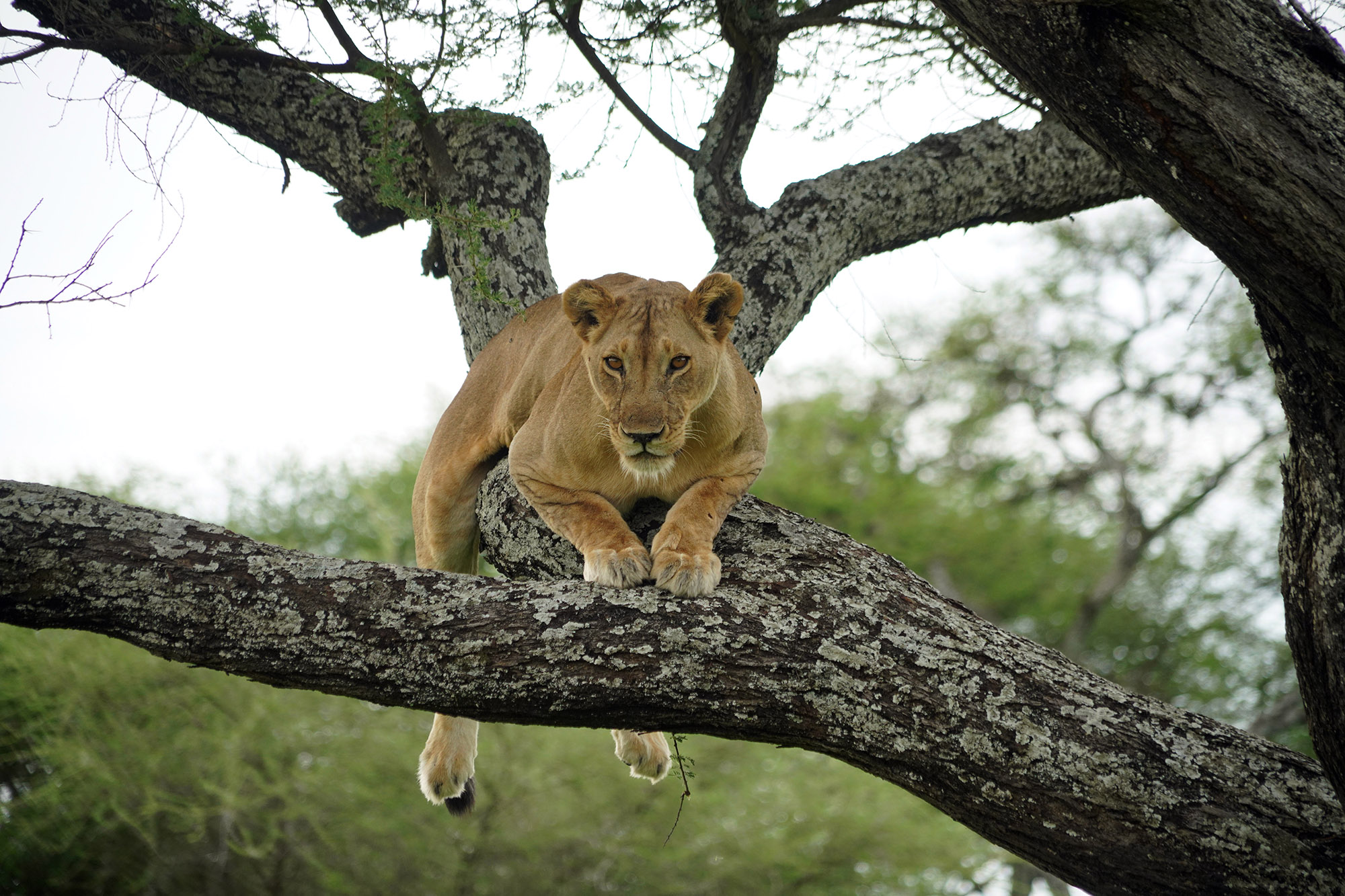 Tanzanie - Février 2022
