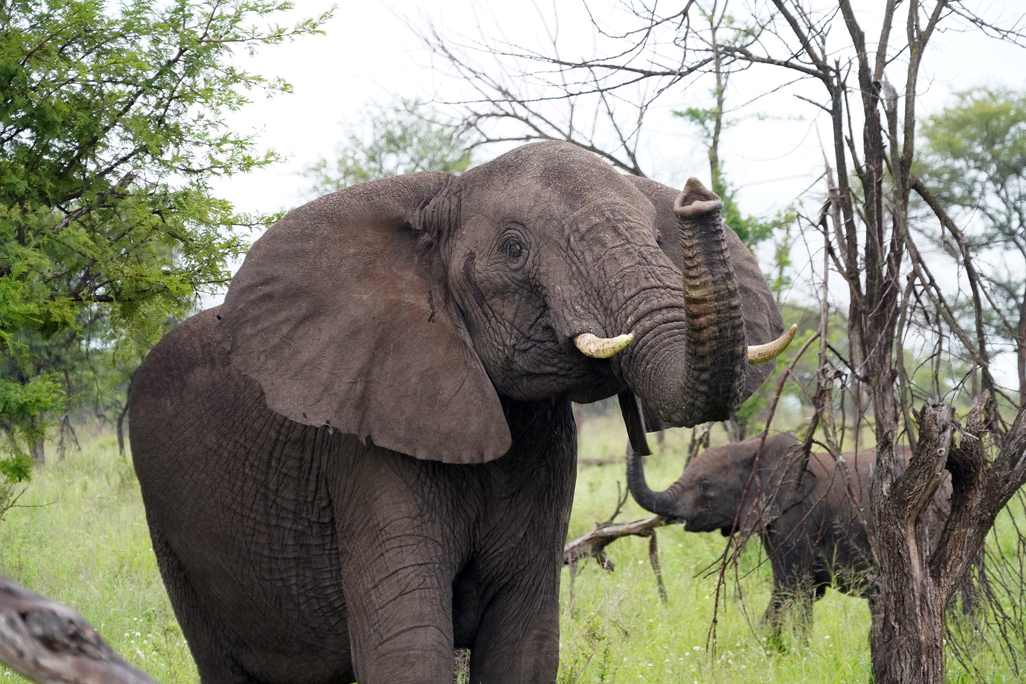 Eléphant