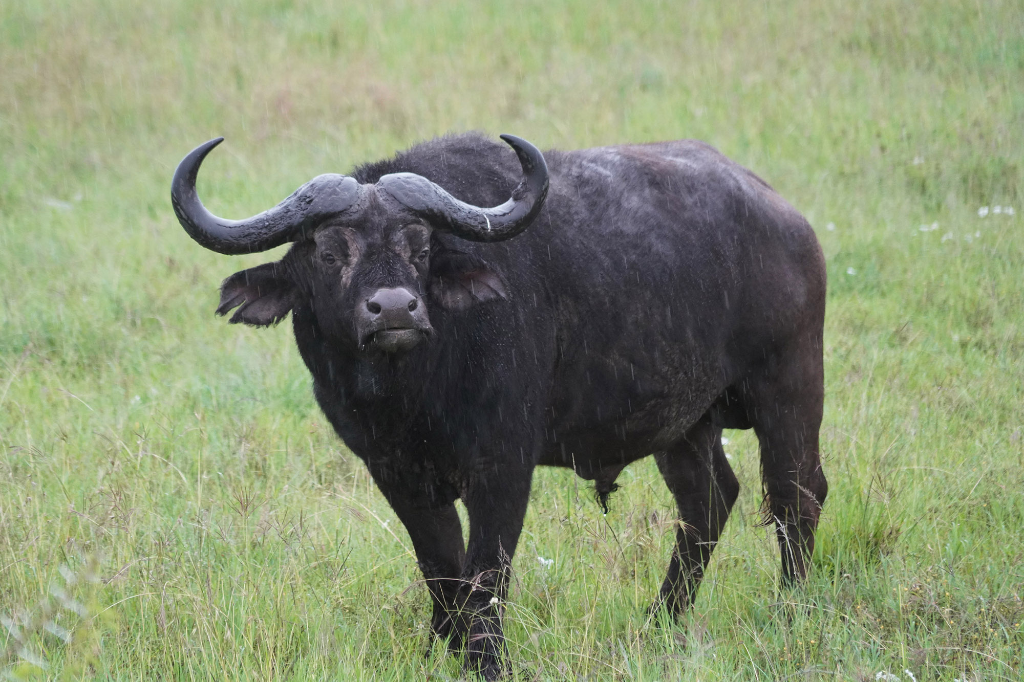 Buffle sous la pluie
