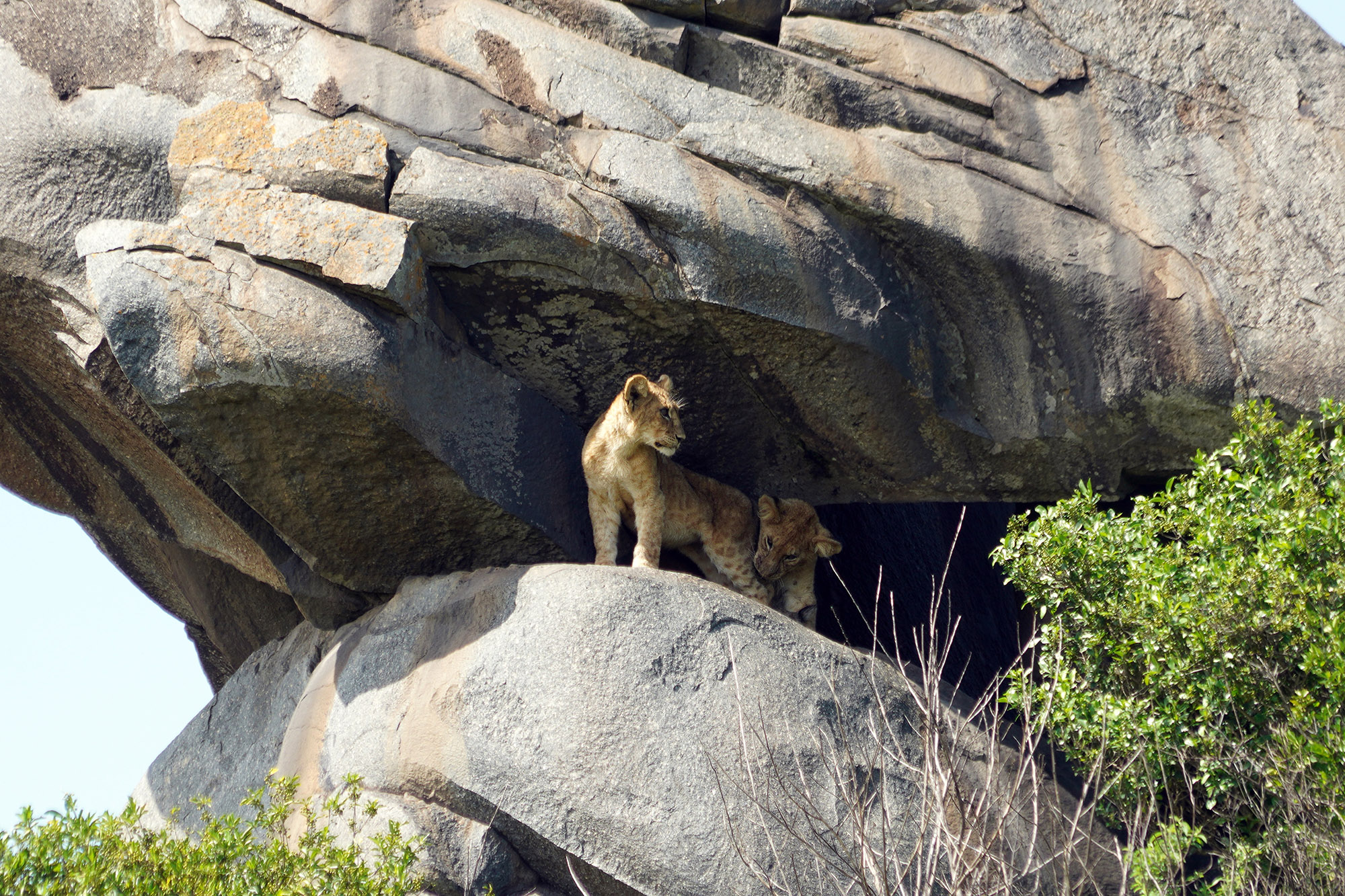 Simba , le roi lion