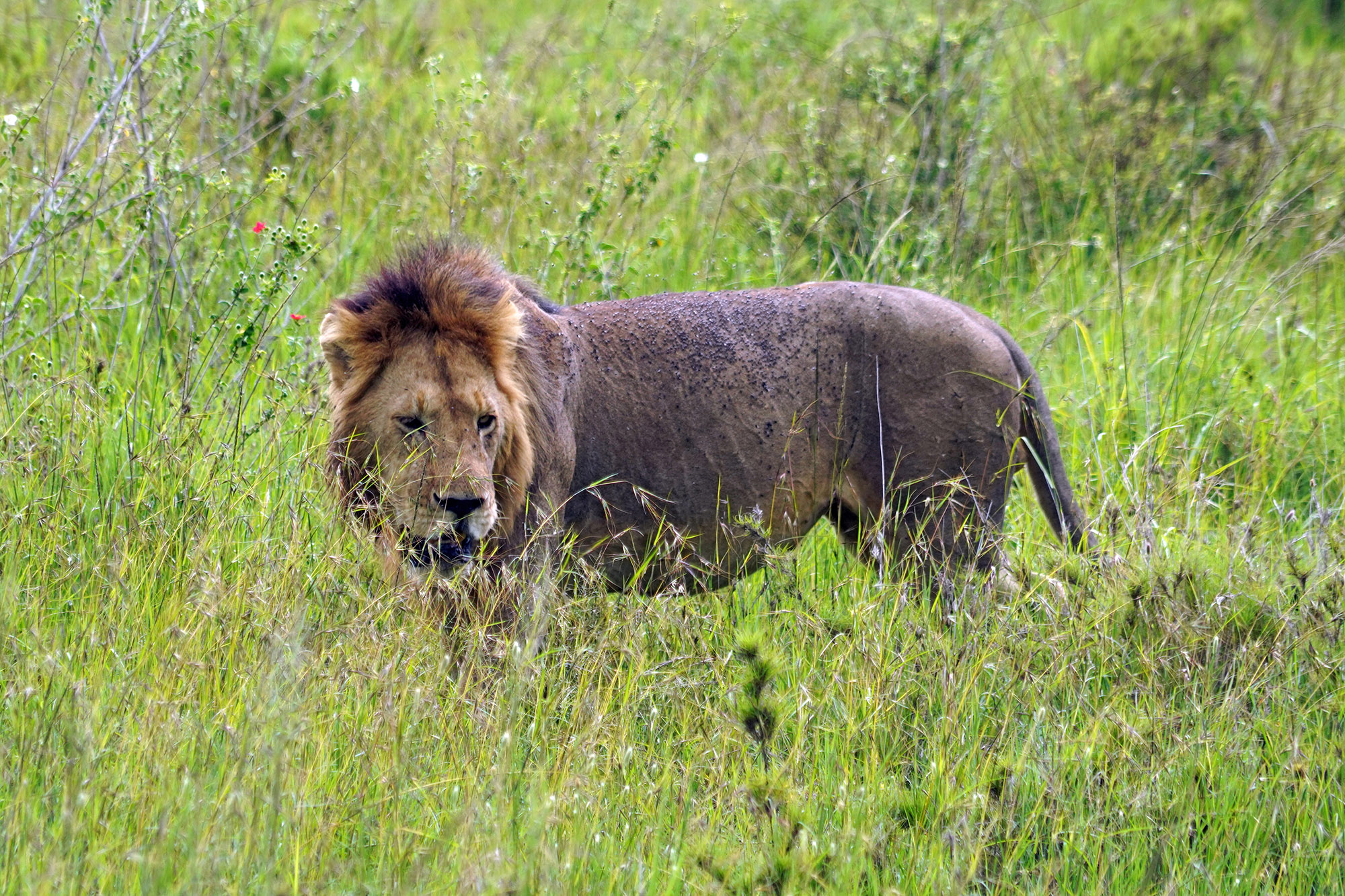 Vieux mâle en chasse