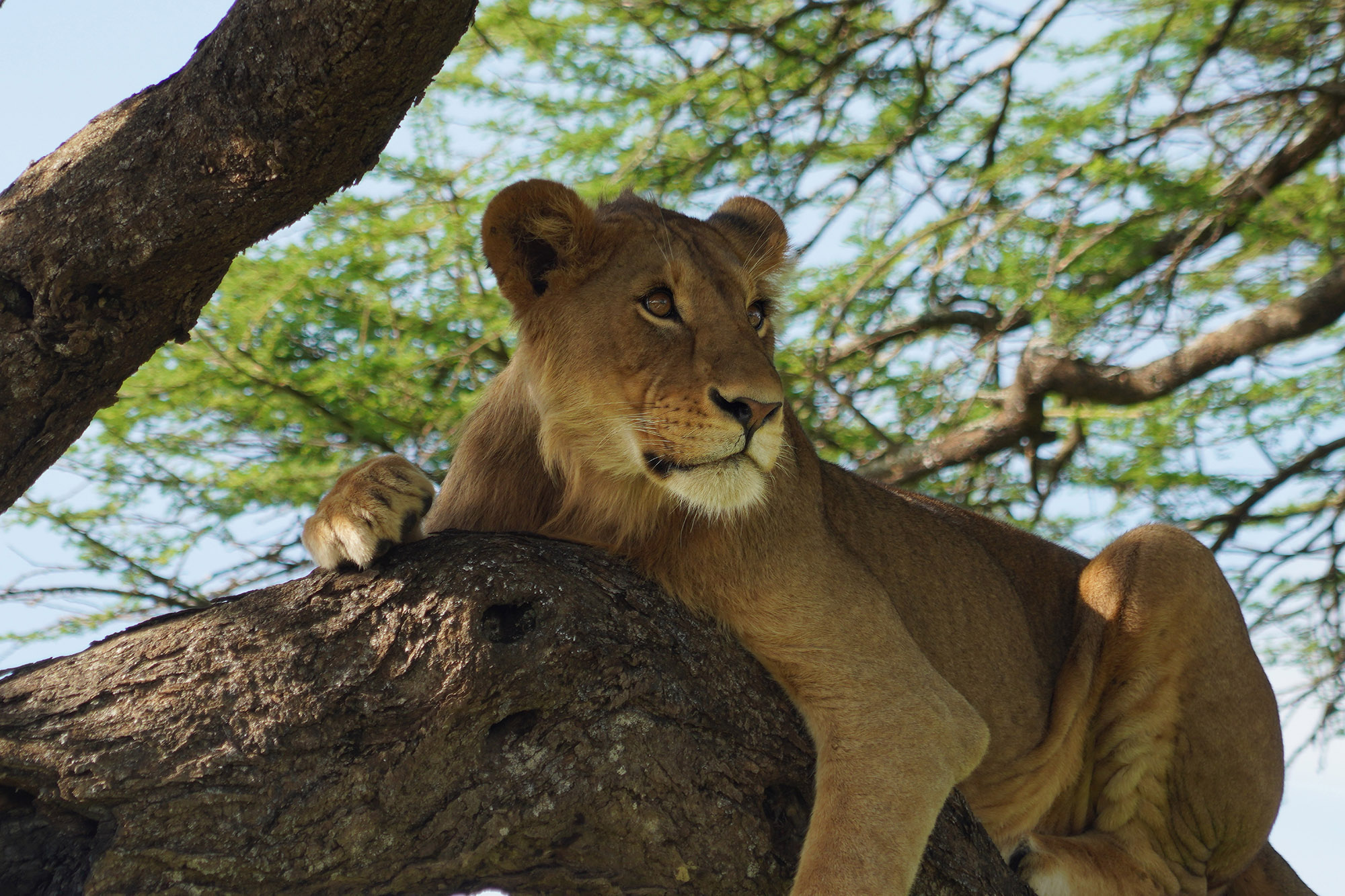 Lion perché
