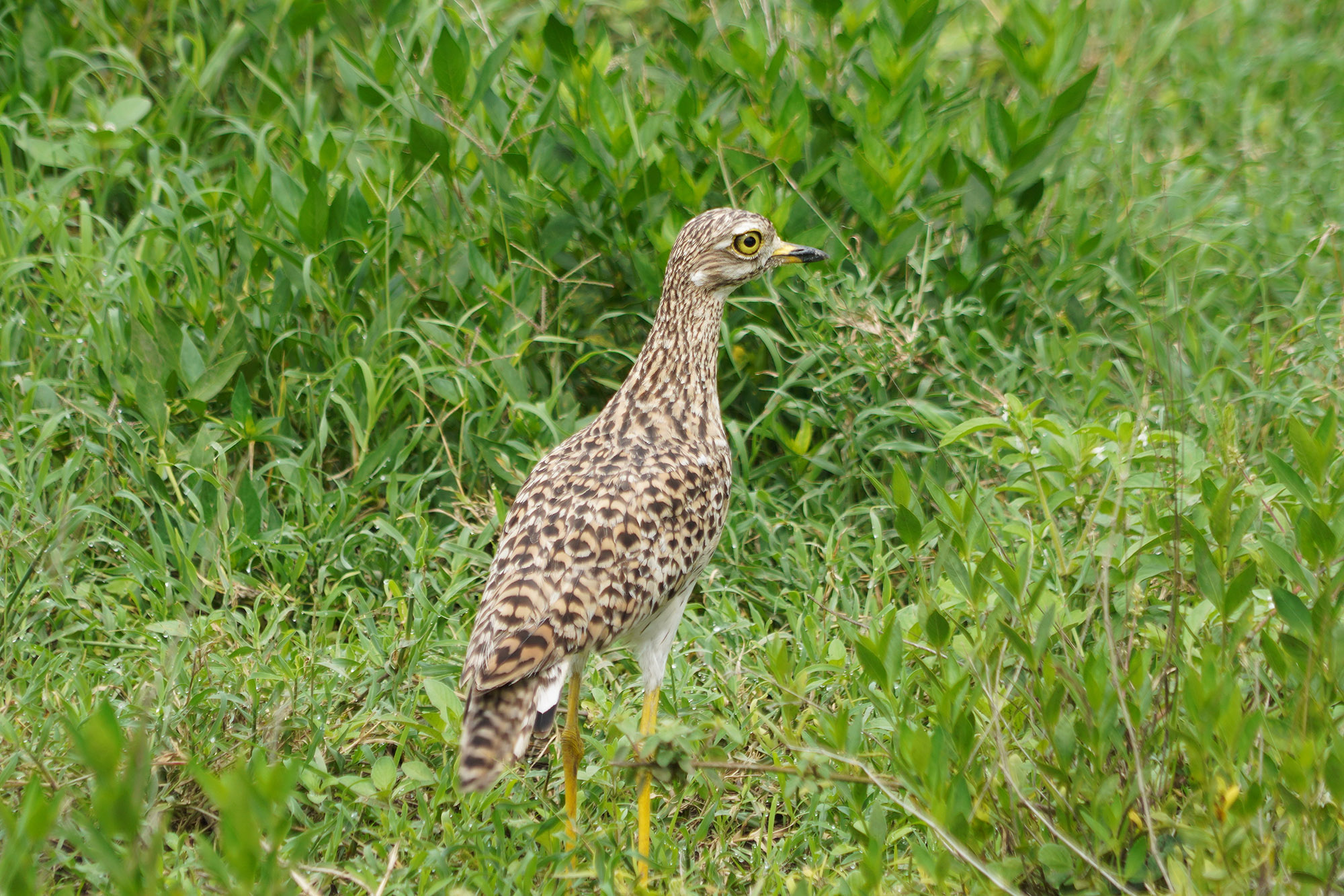 OIseau