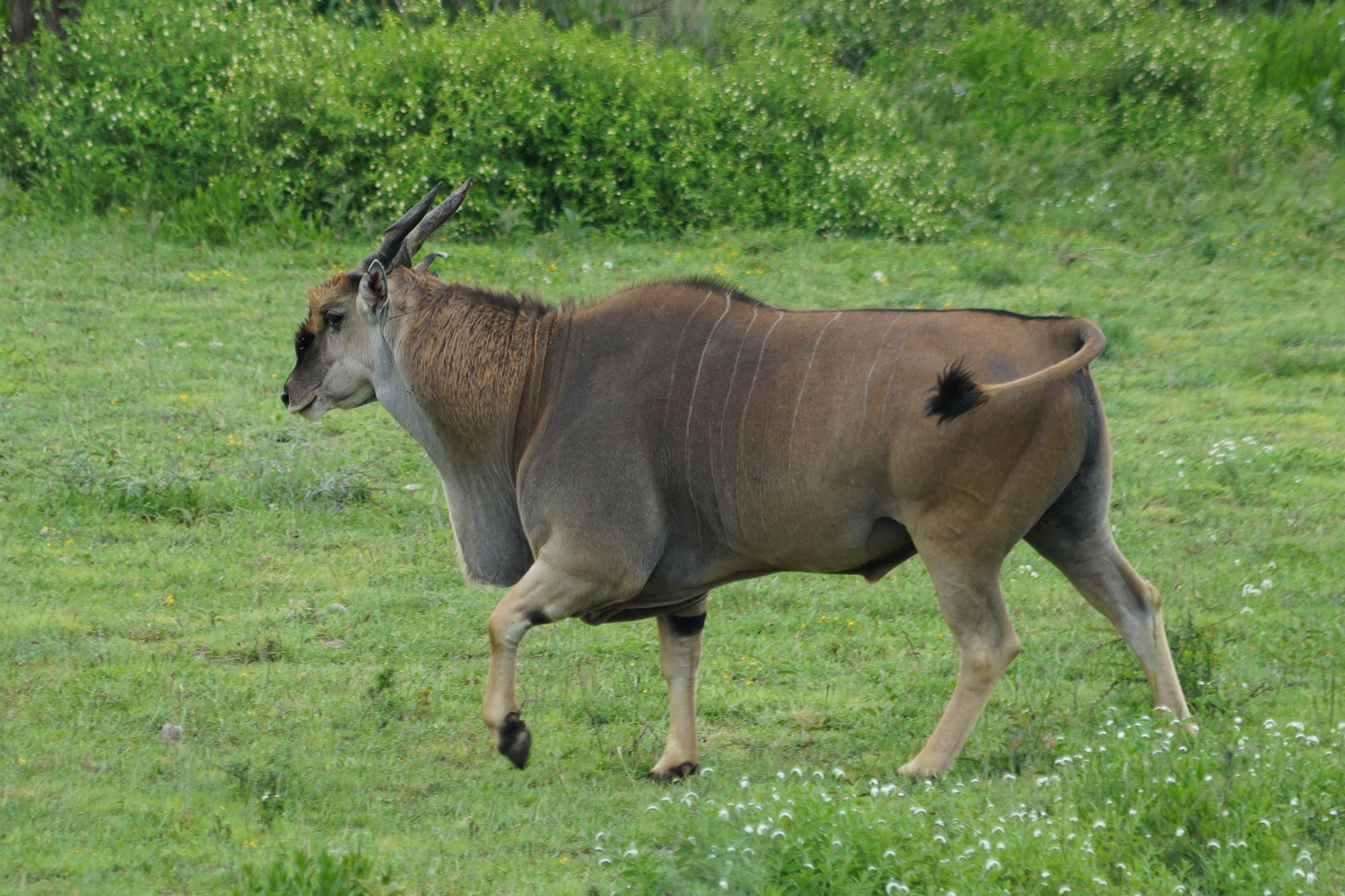 Elan commun ou Elan du Cap (900 kg et 1,7 m au garrot)