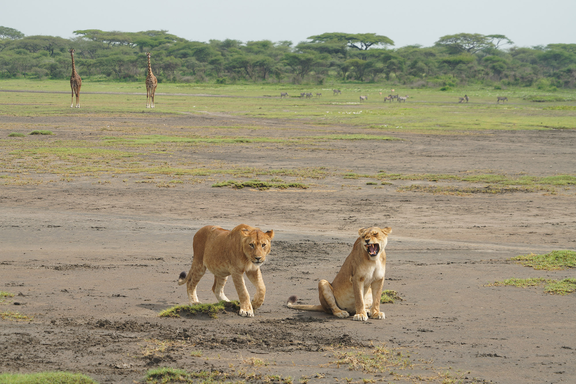 Lionnes en alerte