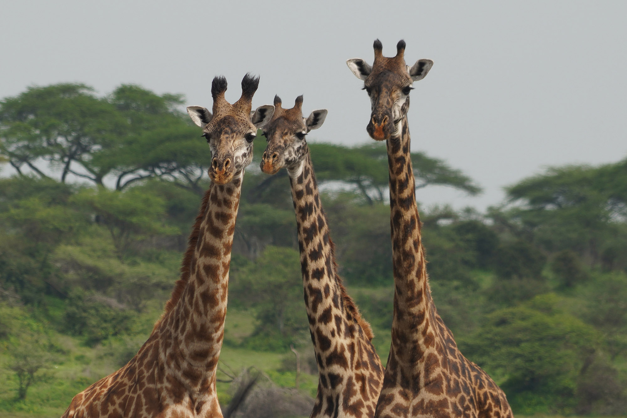 Curieuses girafes