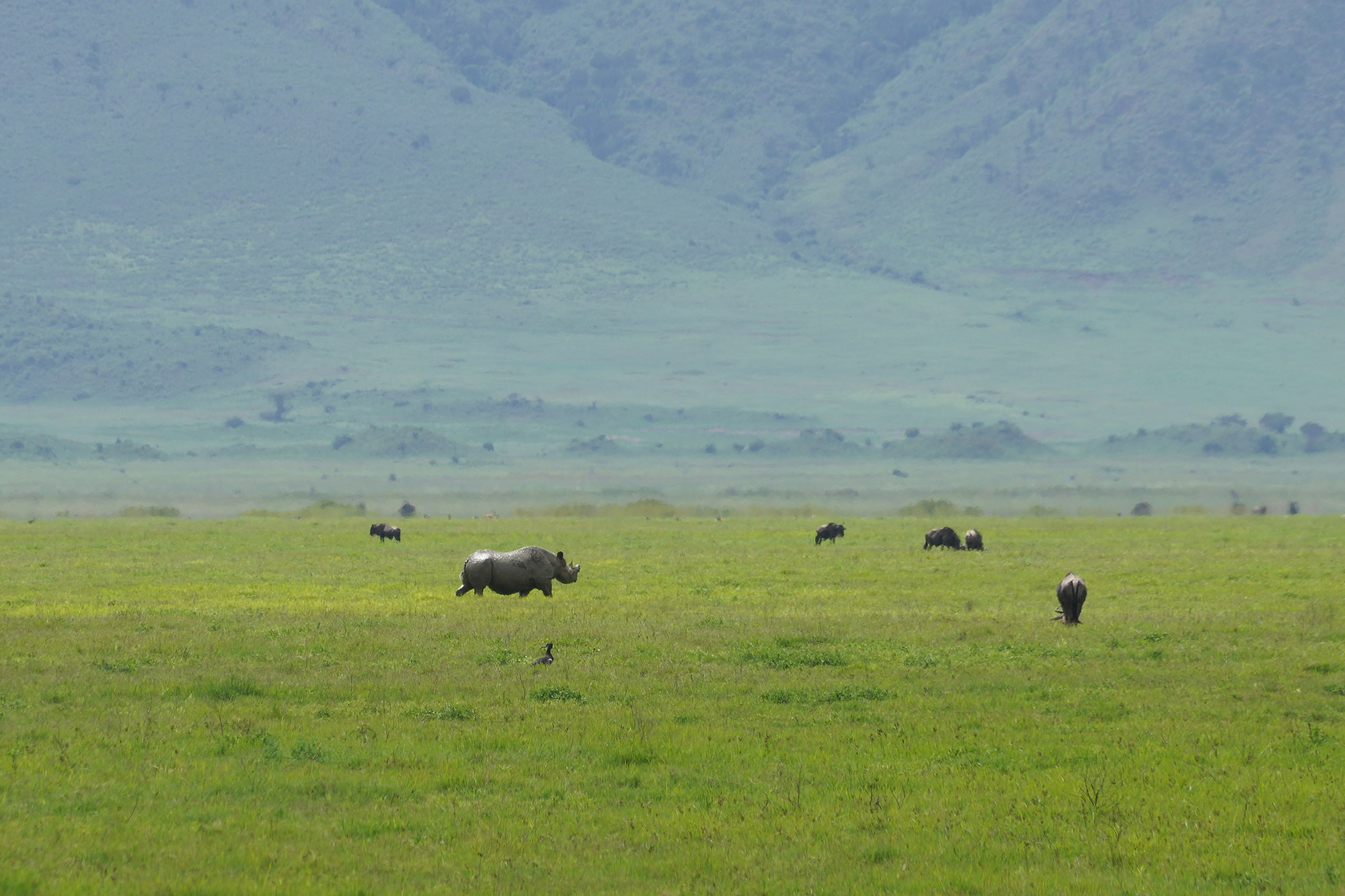 Rhinocéros noir