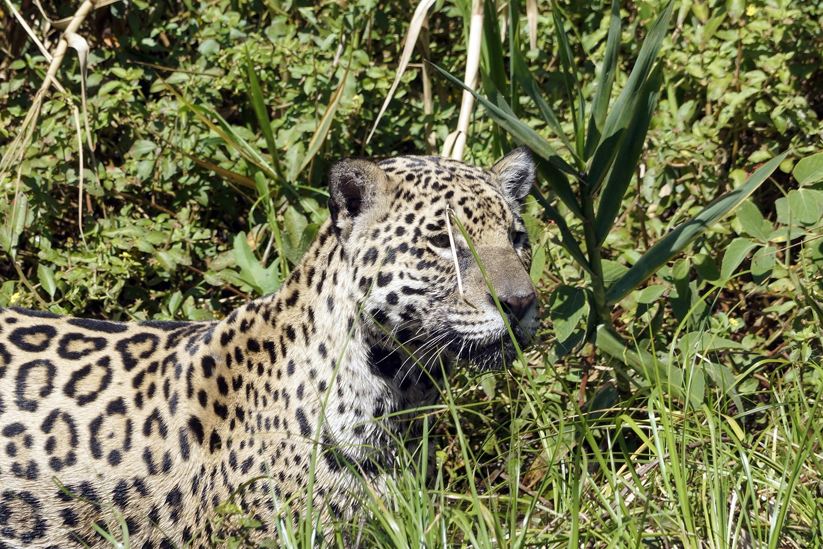 Pantanal - Juillet 2019